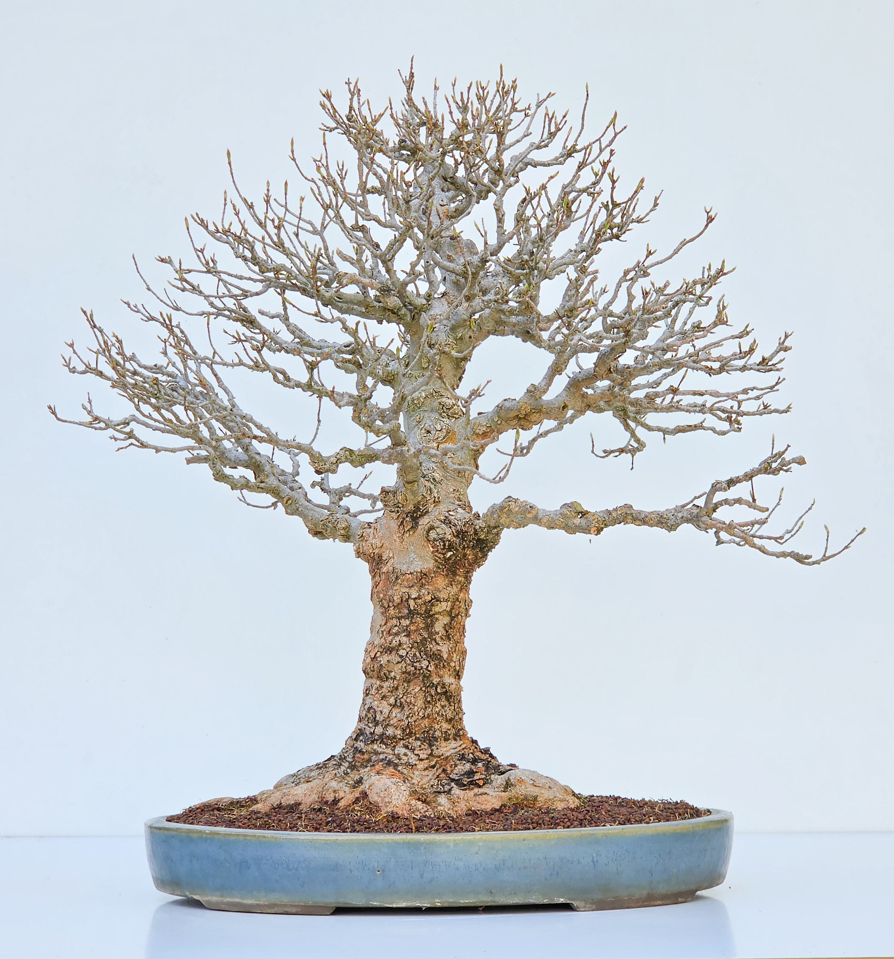 Bonsai Dreispitzahorn  - Acer buergerianum Arakawa 63cm Video!!
