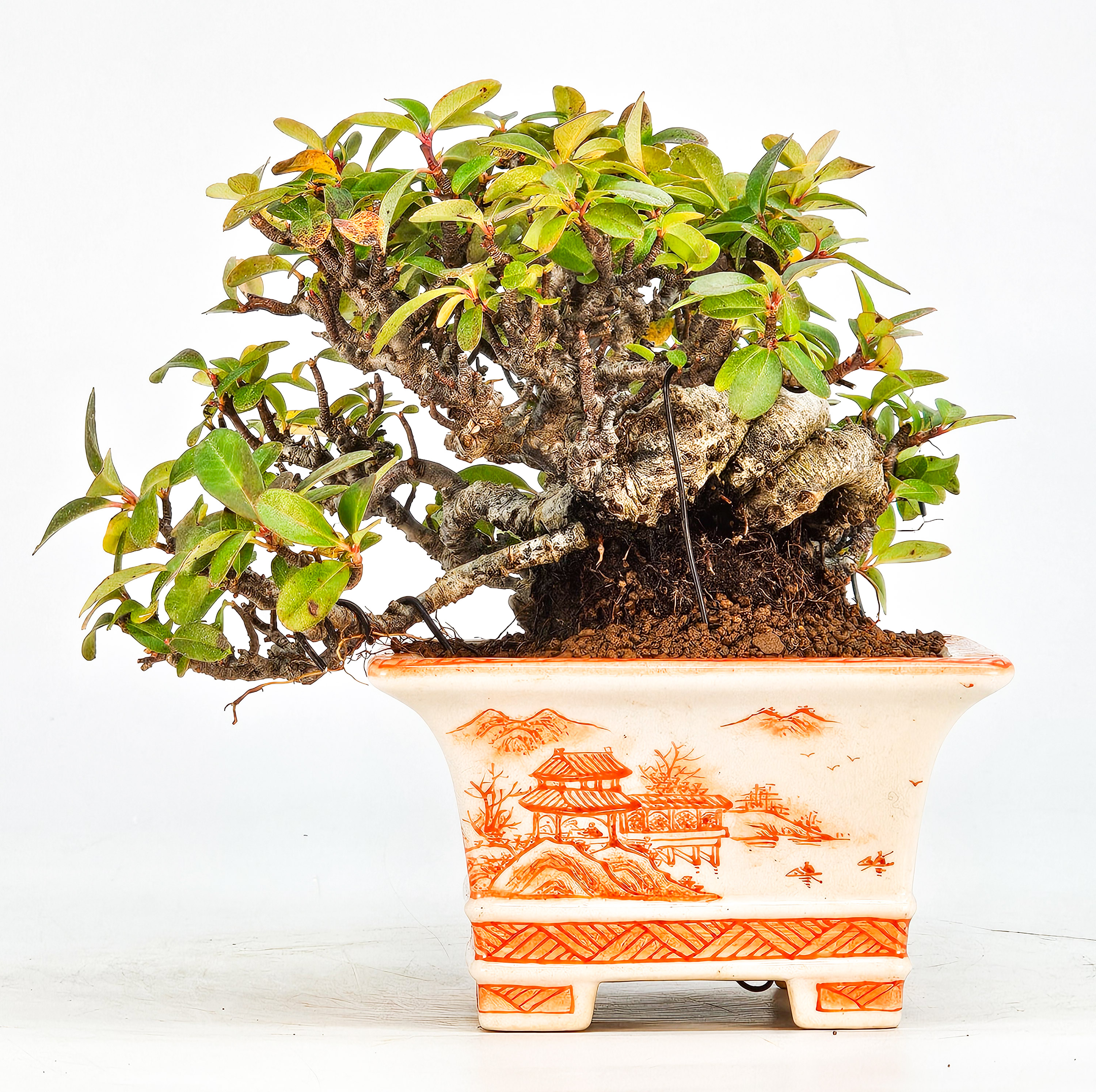 Bonsai Pyracantha - Feuerdorn Shohin 10cm  Video!!