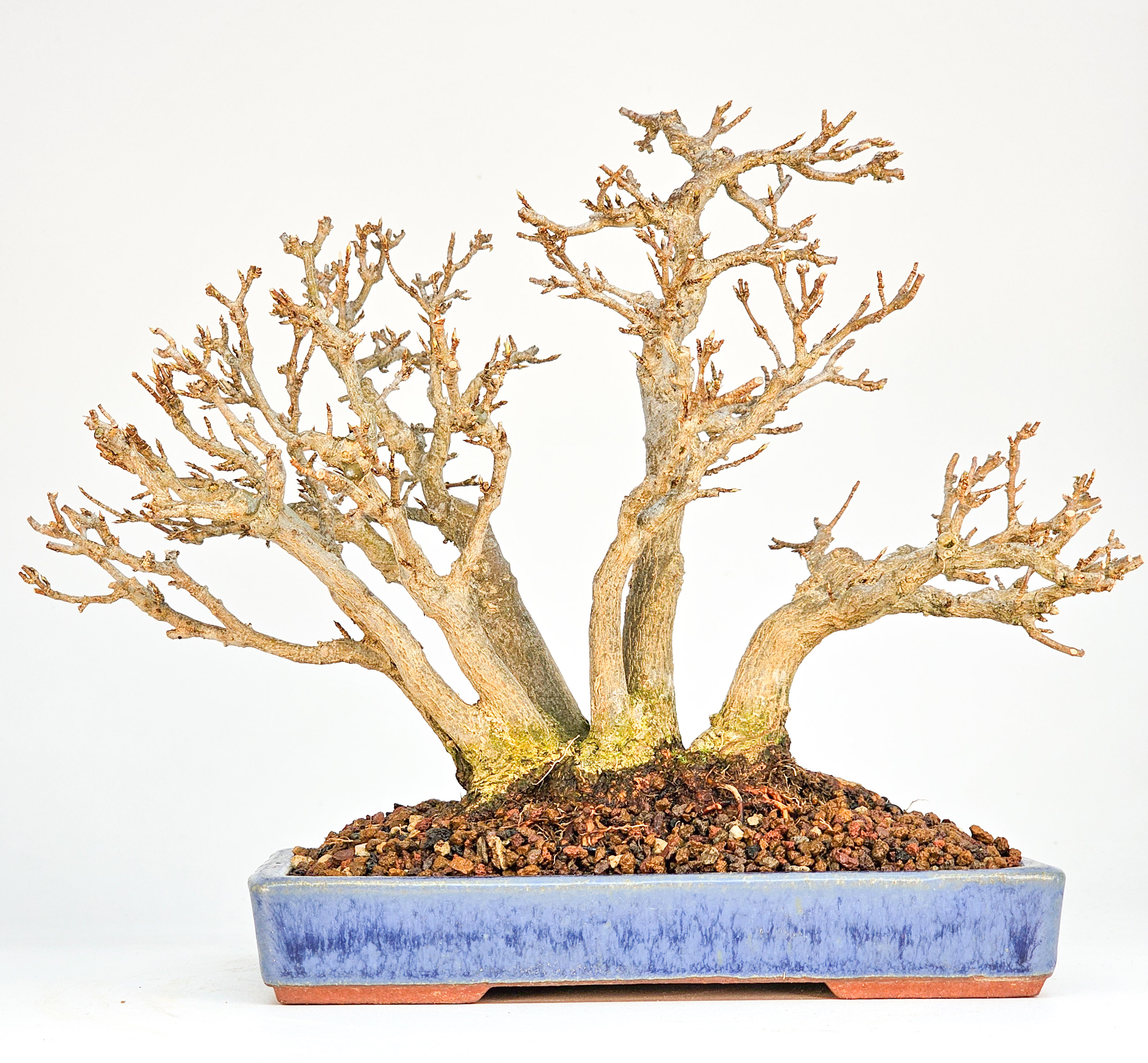 Bonsai Dreispitzahorn - Acer buergerianum Shohin 17cm