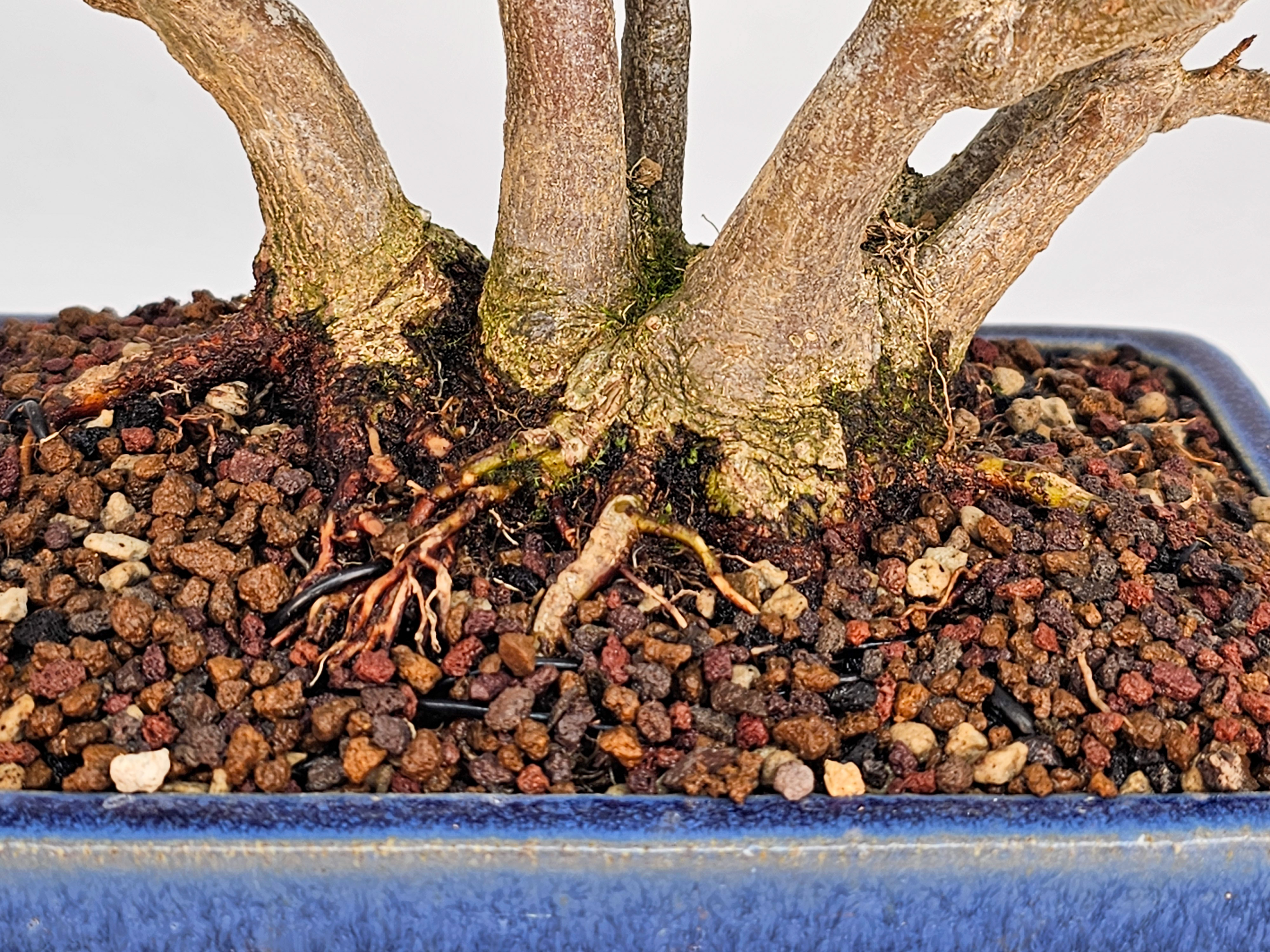 Bonsai Dreispitzahorn - Acer buergerianum Shohin 17cm