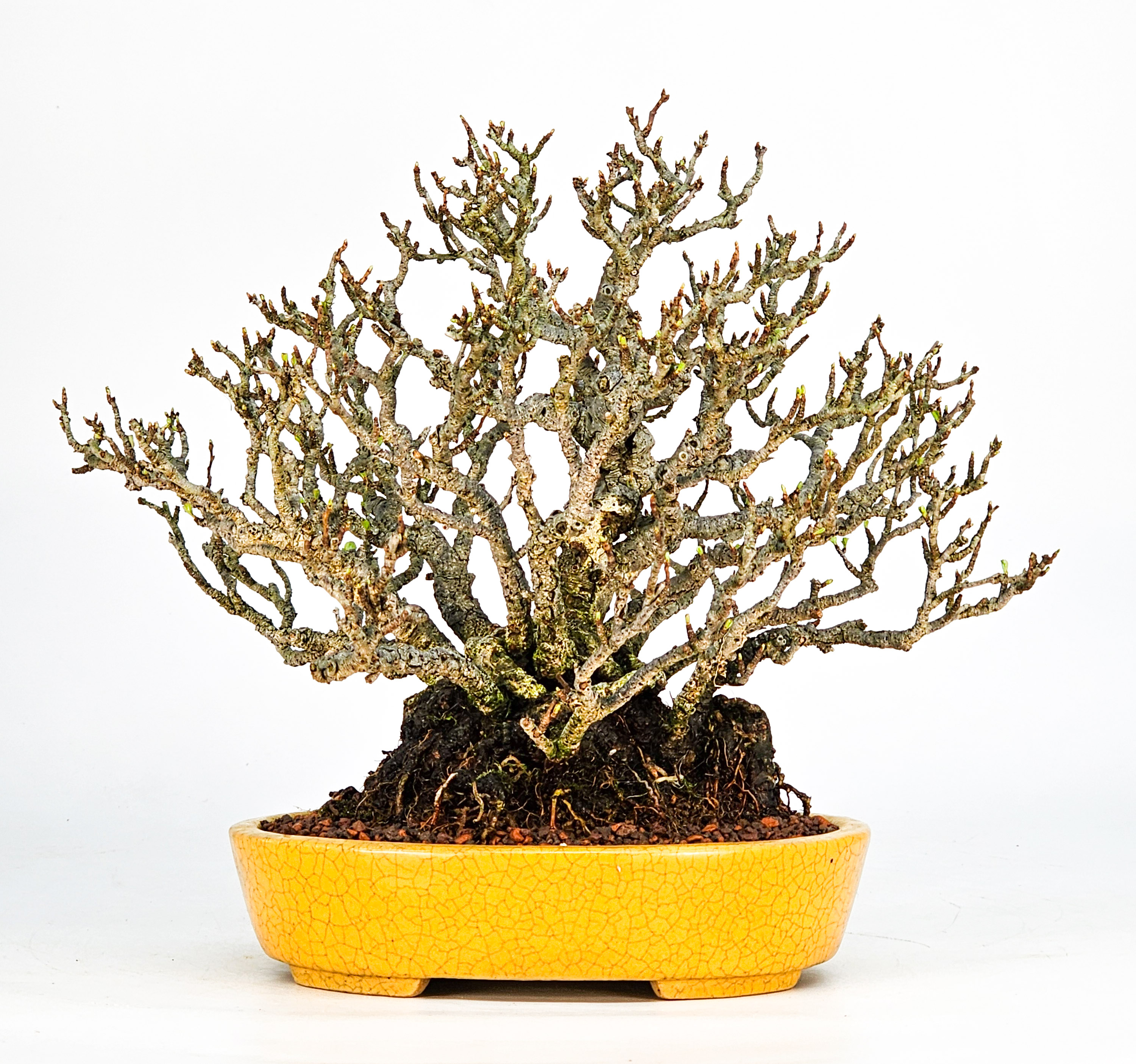 Bonsai Zierquitte - Chaenomeles - Chojubai Shohin 20,5cm Video!!