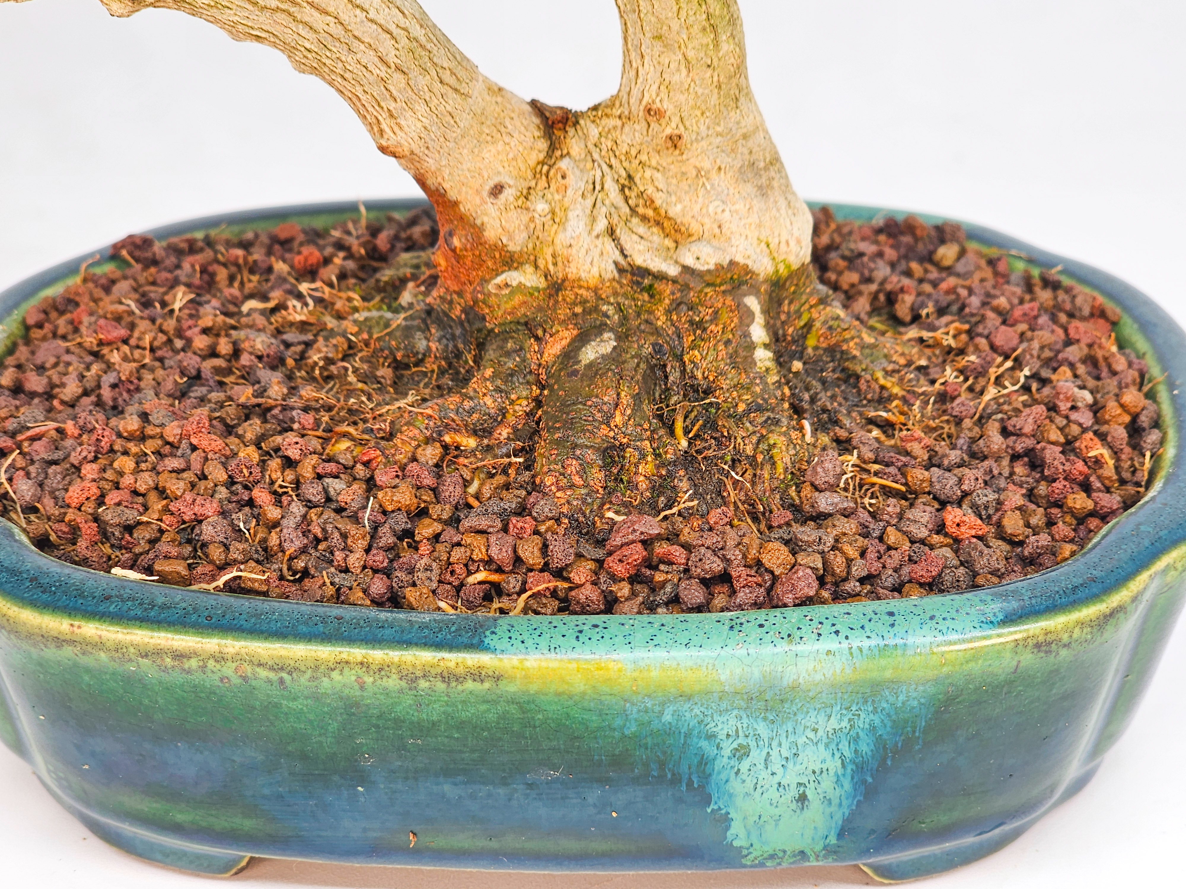 Bonsai Dreispitzahorn - Acer buergerianum Shohin 18cm