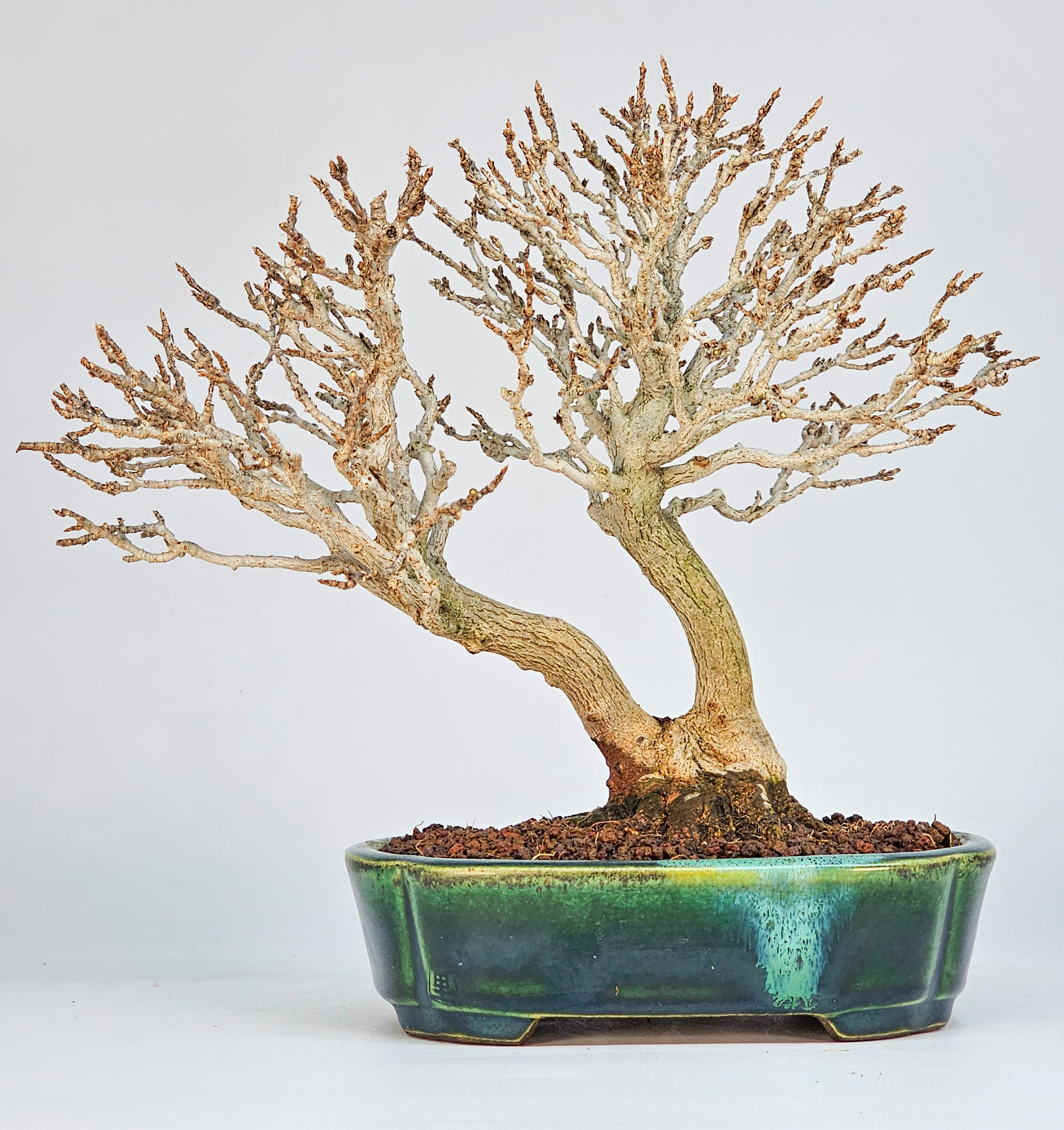 Bonsai Dreispitzahorn - Acer buergerianum Shohin 18cm