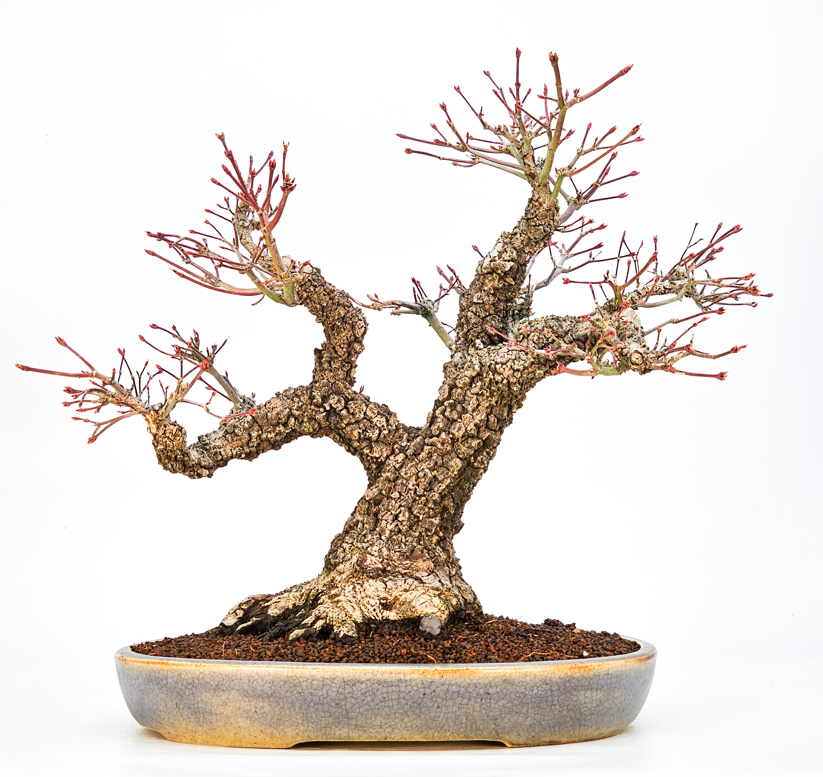 Bonsai Fächerahorn - Acer palmatum Arakawa 37cm - Video!!