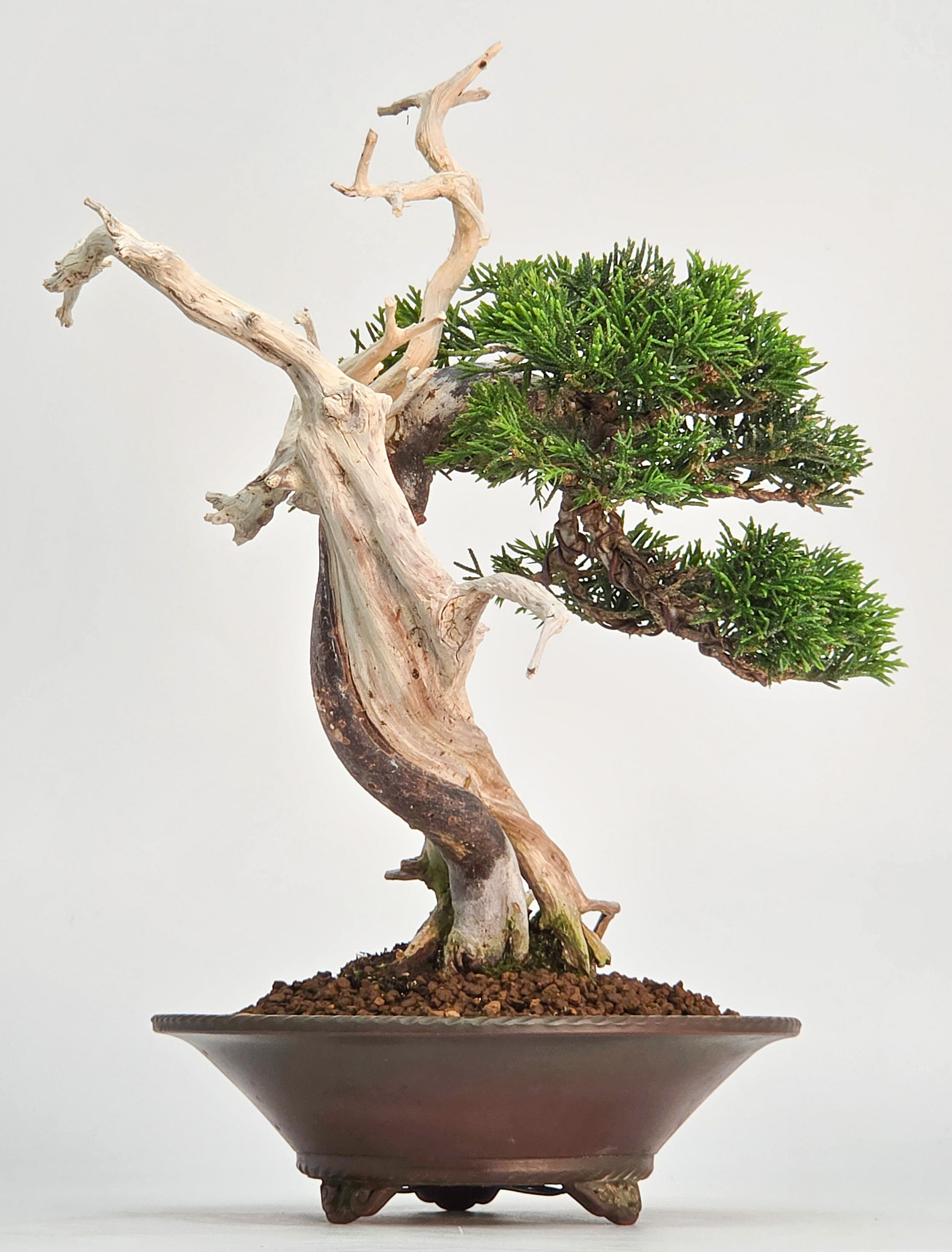 Bonsai Wacholder - Juniperus chinensis Shohin 19cm