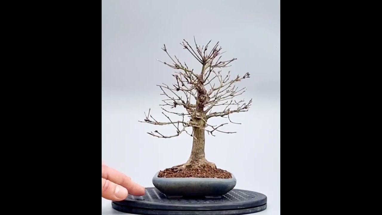 Bonsai Fächerahorn Ahorn Yamamomiji Acer Palmatum Shohin 