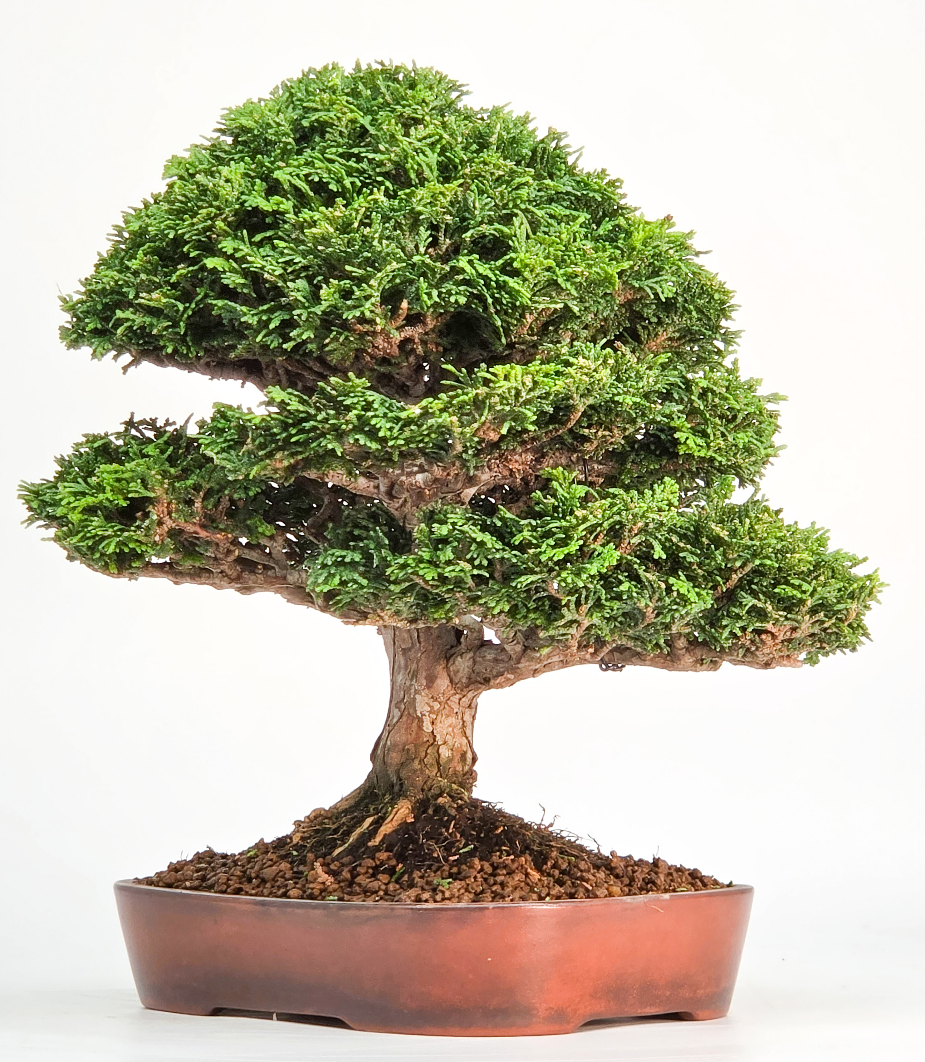 Bonsai Premium Muschelzypresse - Chamaecyparis obtusa 23cm