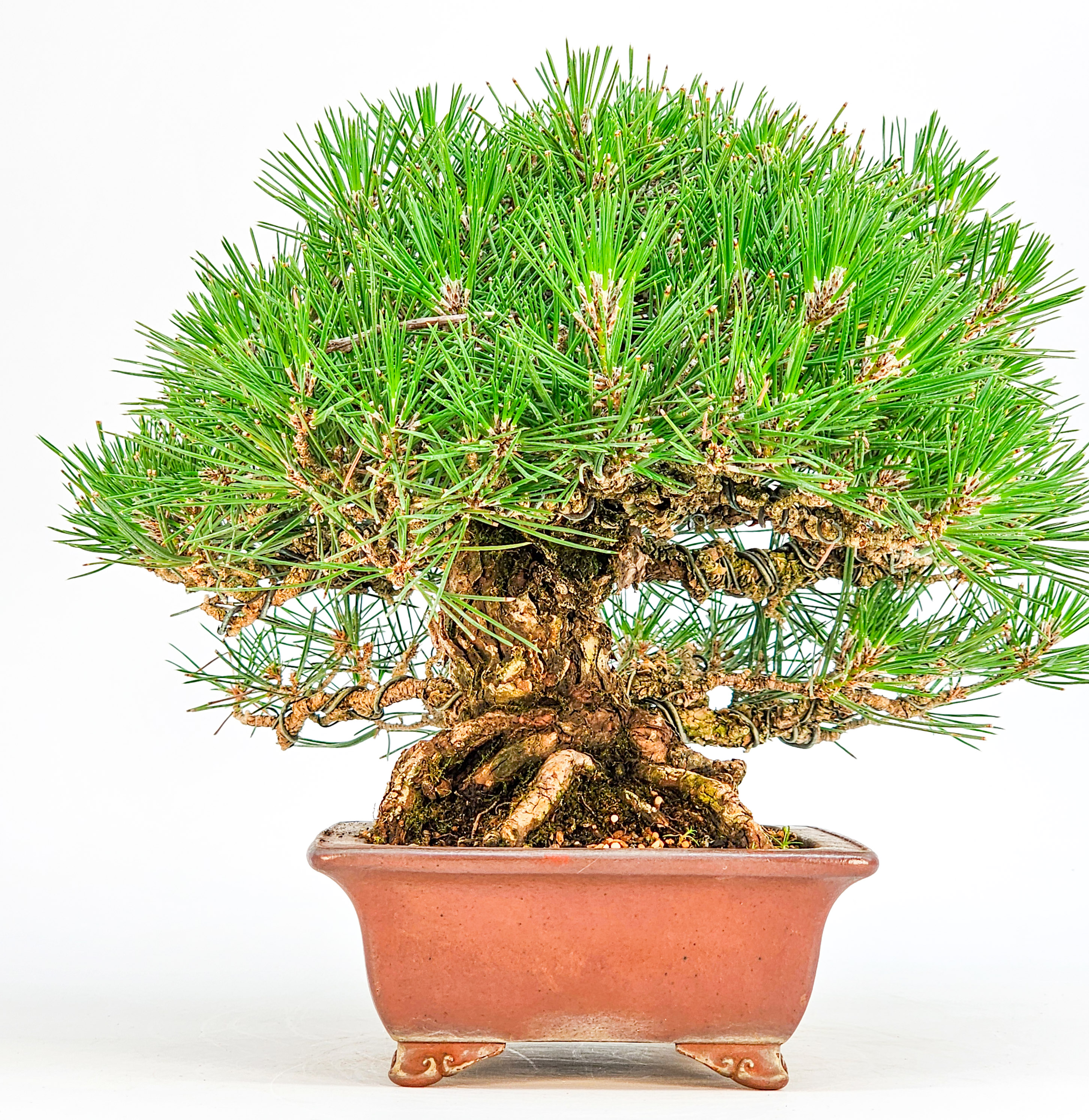 Bonsai Schwarzkiefer - Pinus thunbergii Shohin 20,5cm