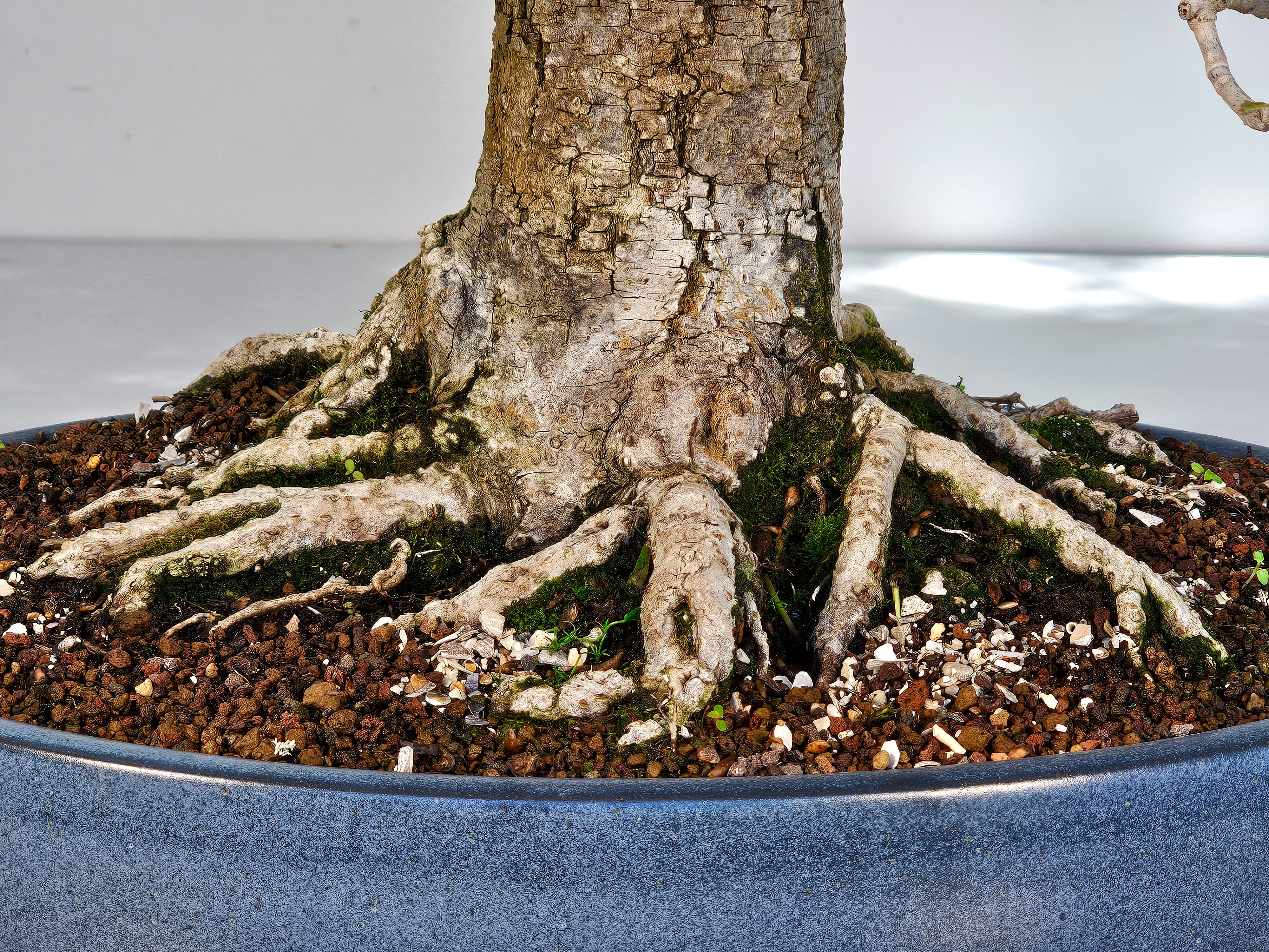 Bonsai Linde - Tilia 58cm Bonsai Linde - Tilia 58cm