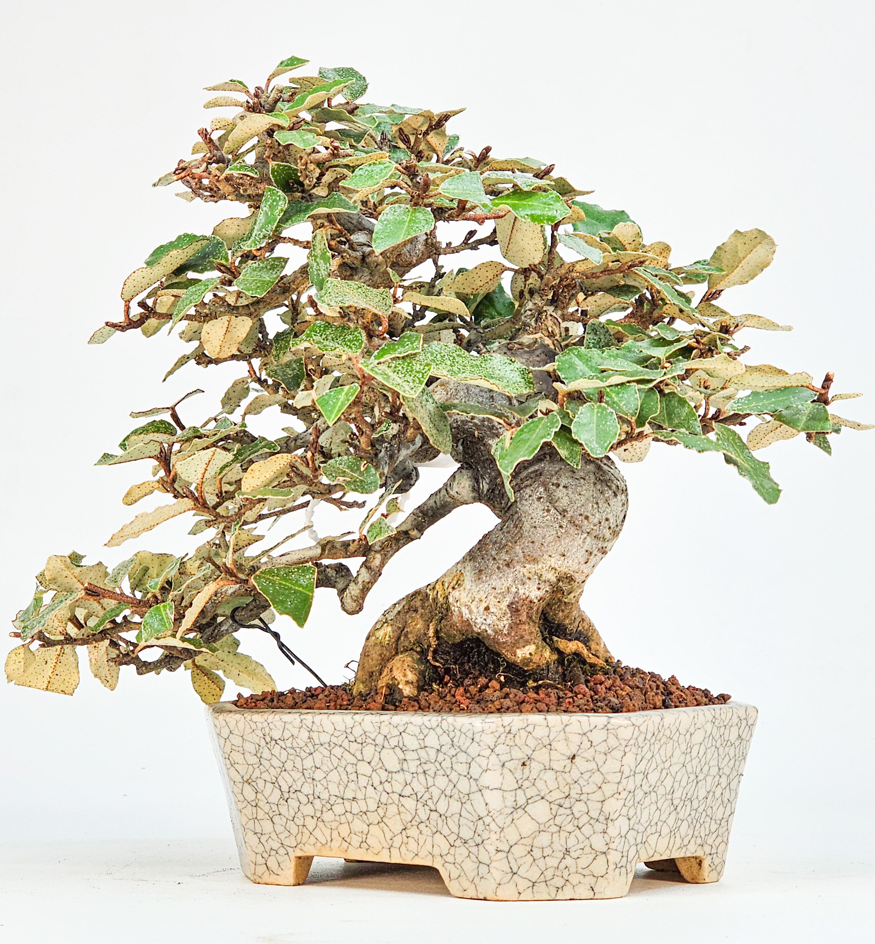 Bonsai Ölweide - Elaeagnus pungens Shohin 17cm
