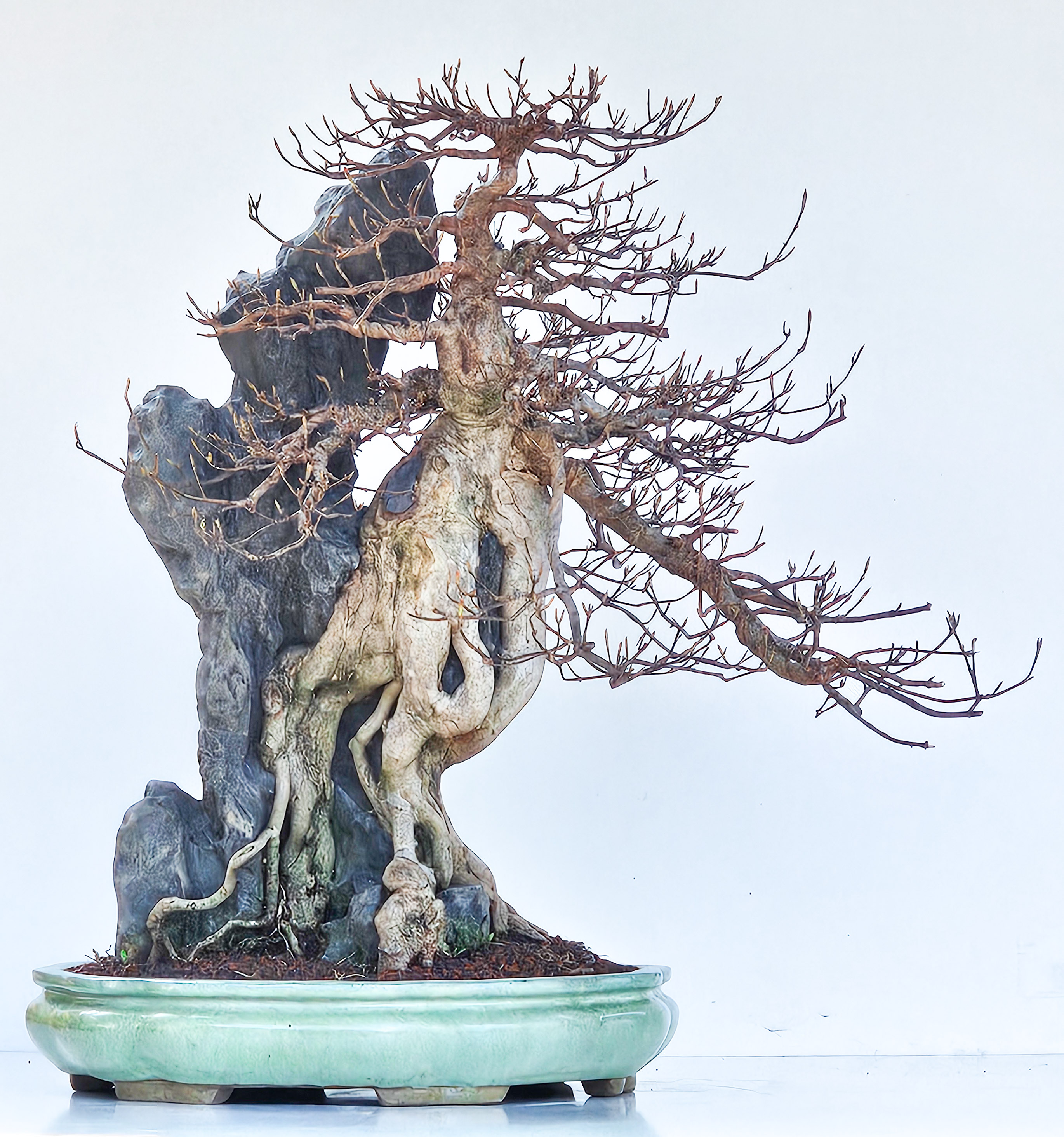Bonsai Dreispitzahorn - Acer buergerianum Ishizuki 56cm - Video!! Bonsai Dreispitzahorn - Acer buergerianum Ishizuki 56cm - Video!!