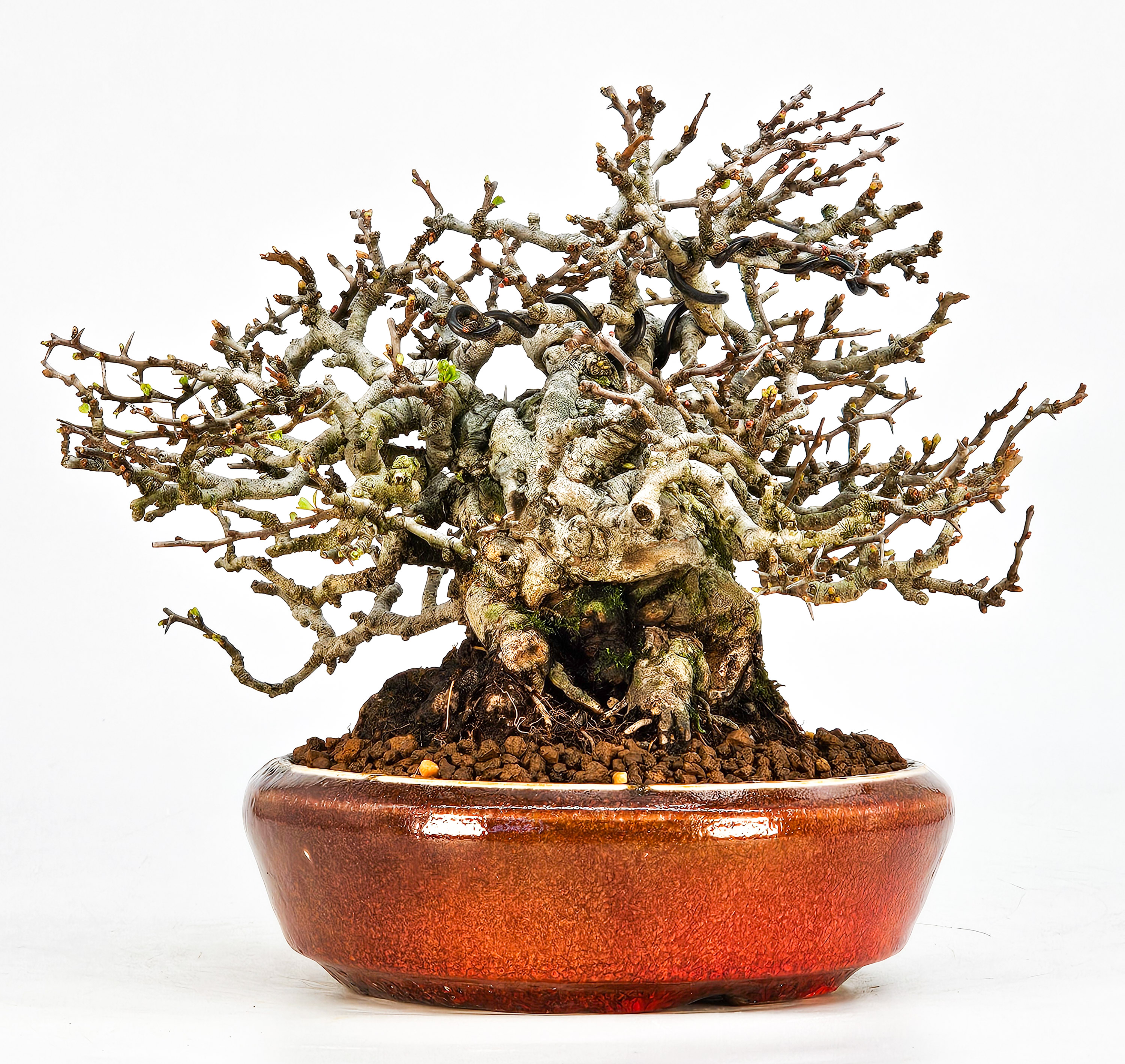 Bonsai Zierquitte - Chaenomeles - Chojubai Shohin 16cm 