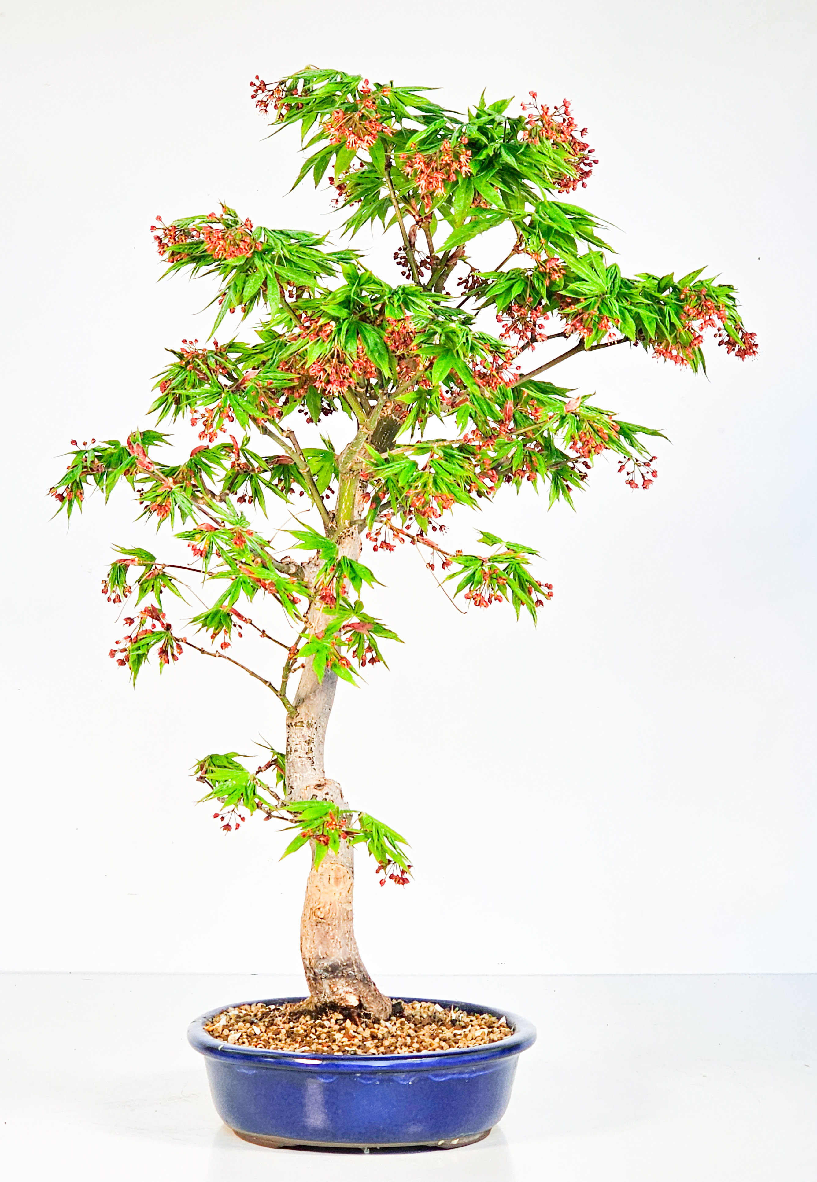 Bonsai Fächerahorn - Acer palmatum Osakazuki 48cm 