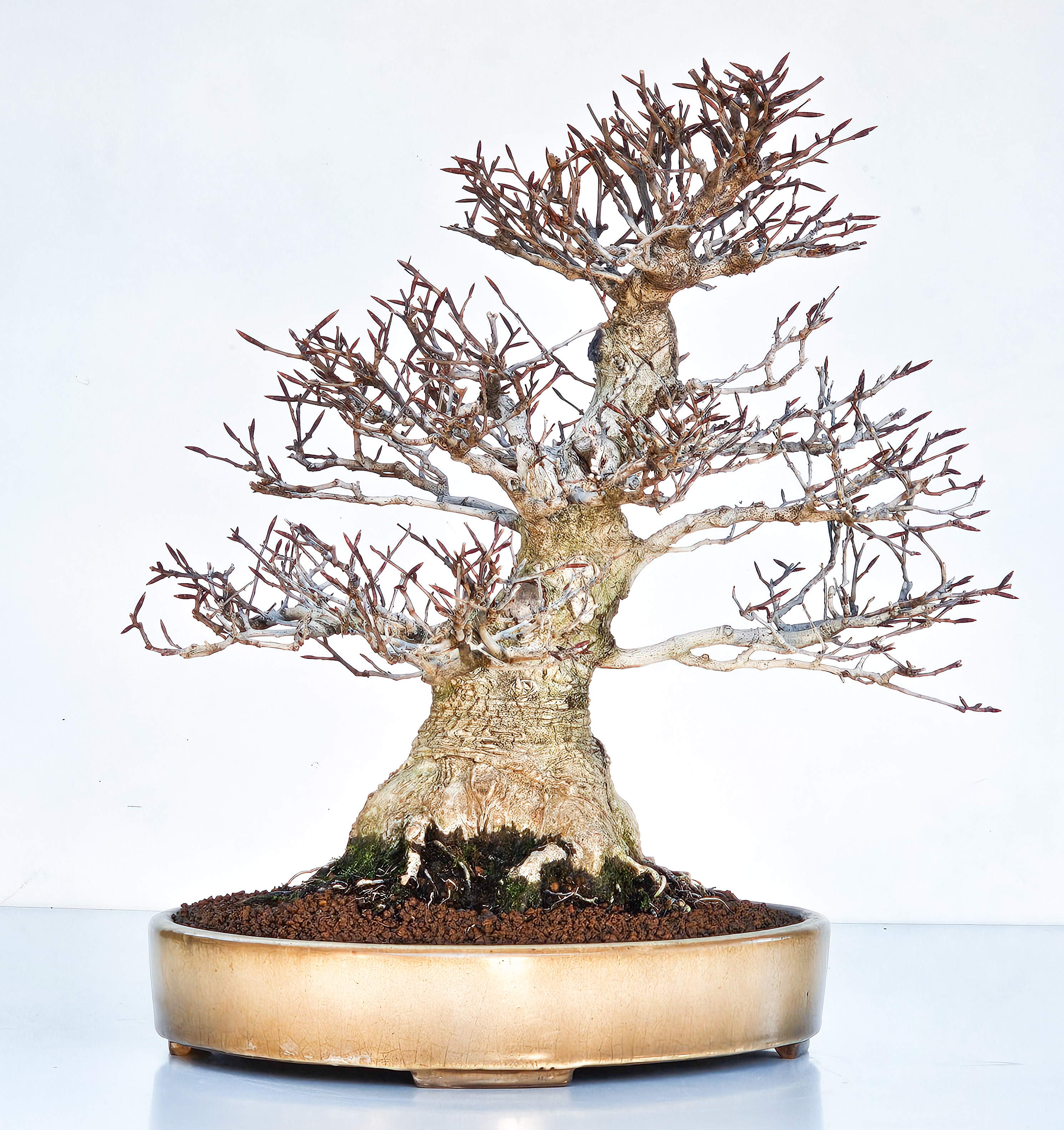 Bonsai Premium Kerbbuche Fagus Crenata - Yorozu-en 33cm