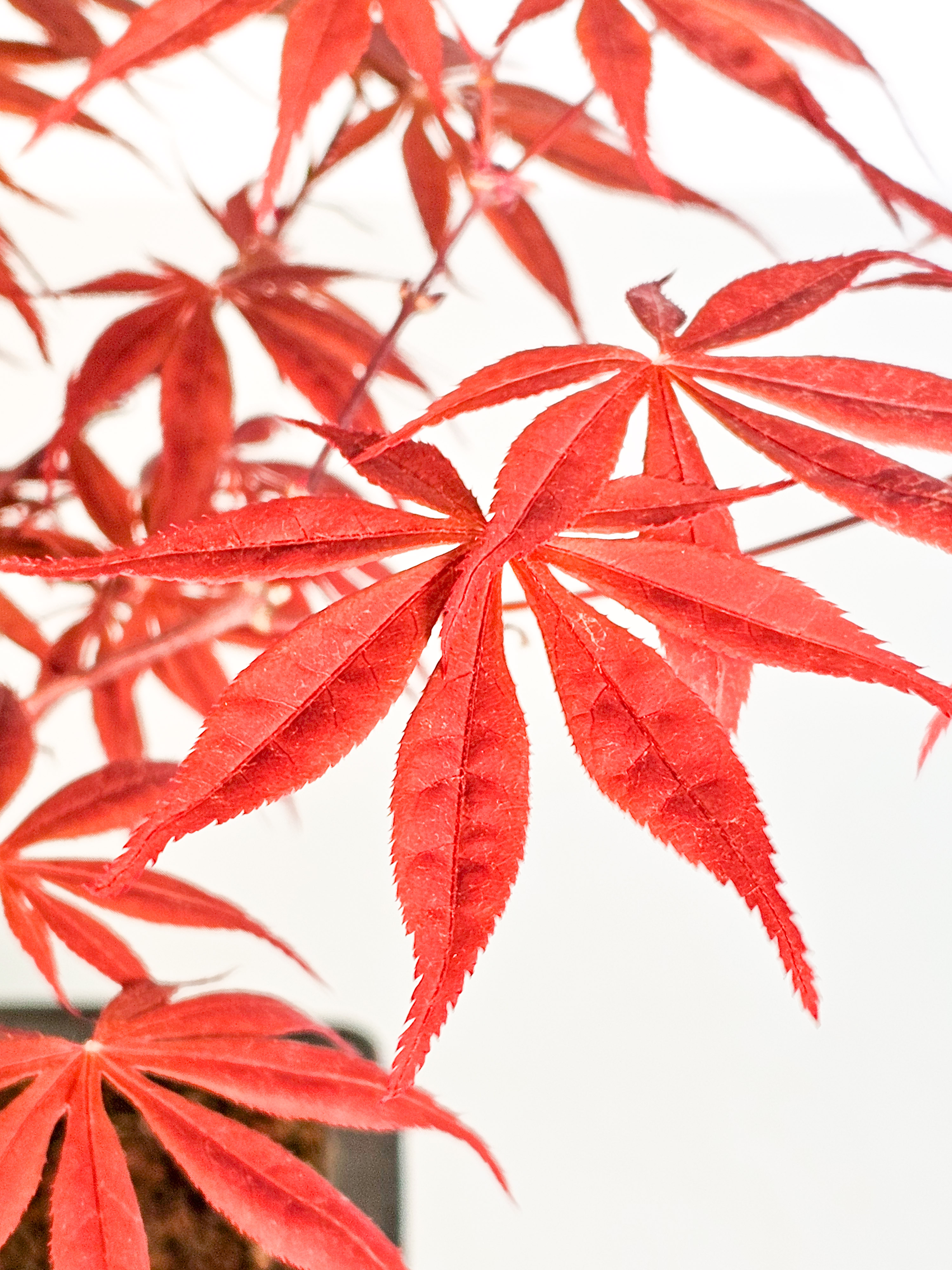 Bonsai Fächerahorn - Acer palmatum Shojo-nomura 52cm