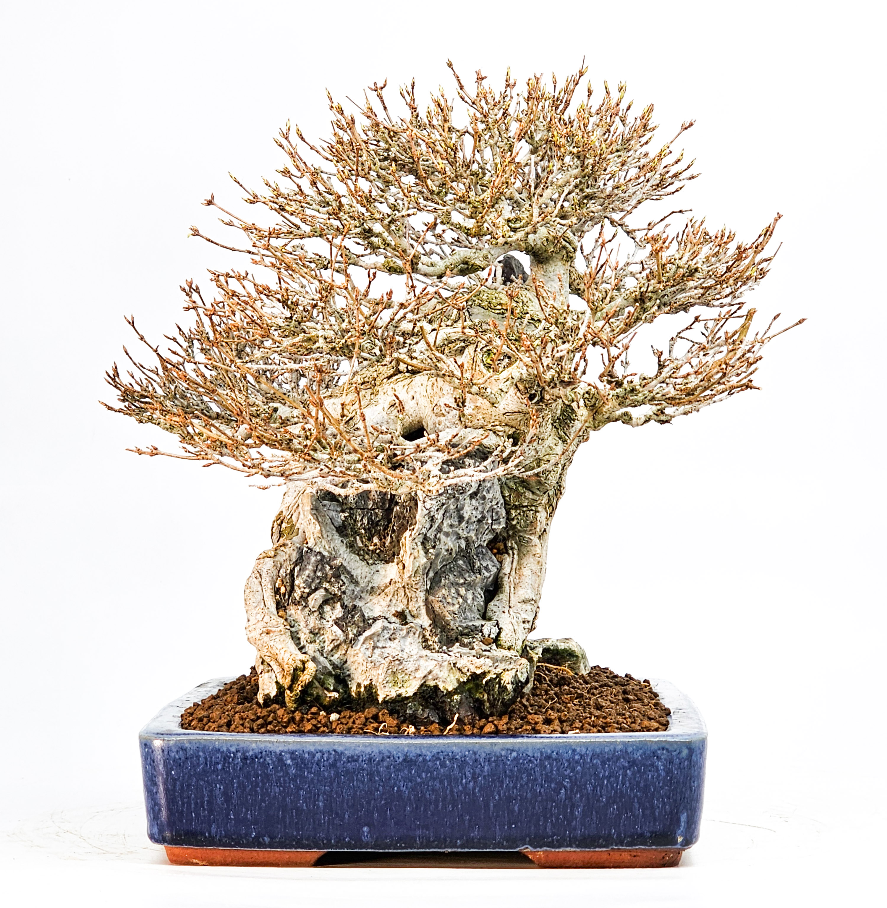 Bonsai Dreispitzahorn - Acer buergerianum Ishizuki 25cm Video!! Bonsai Dreispitzahorn - Acer buergerianum Ishizuki 25cm Video!!