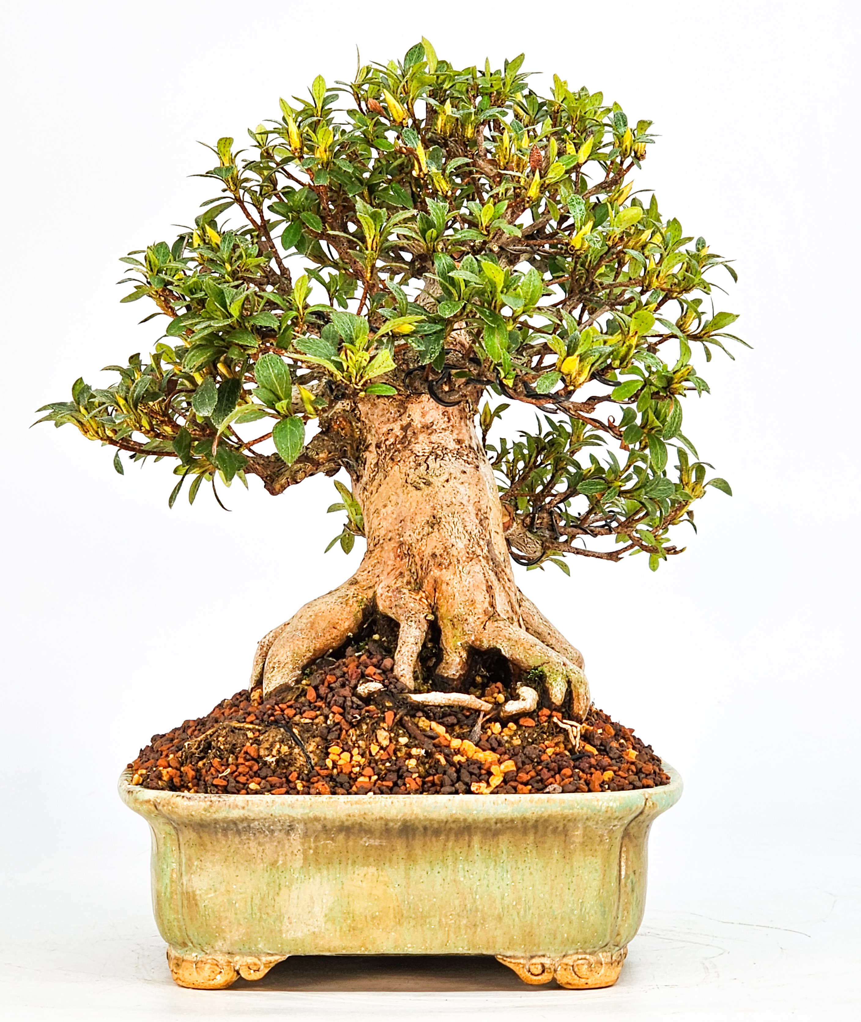 Bonsai Azalee Rhododendron indicum - Hi-no-maru - Shohin 19,5cm - Video!!
