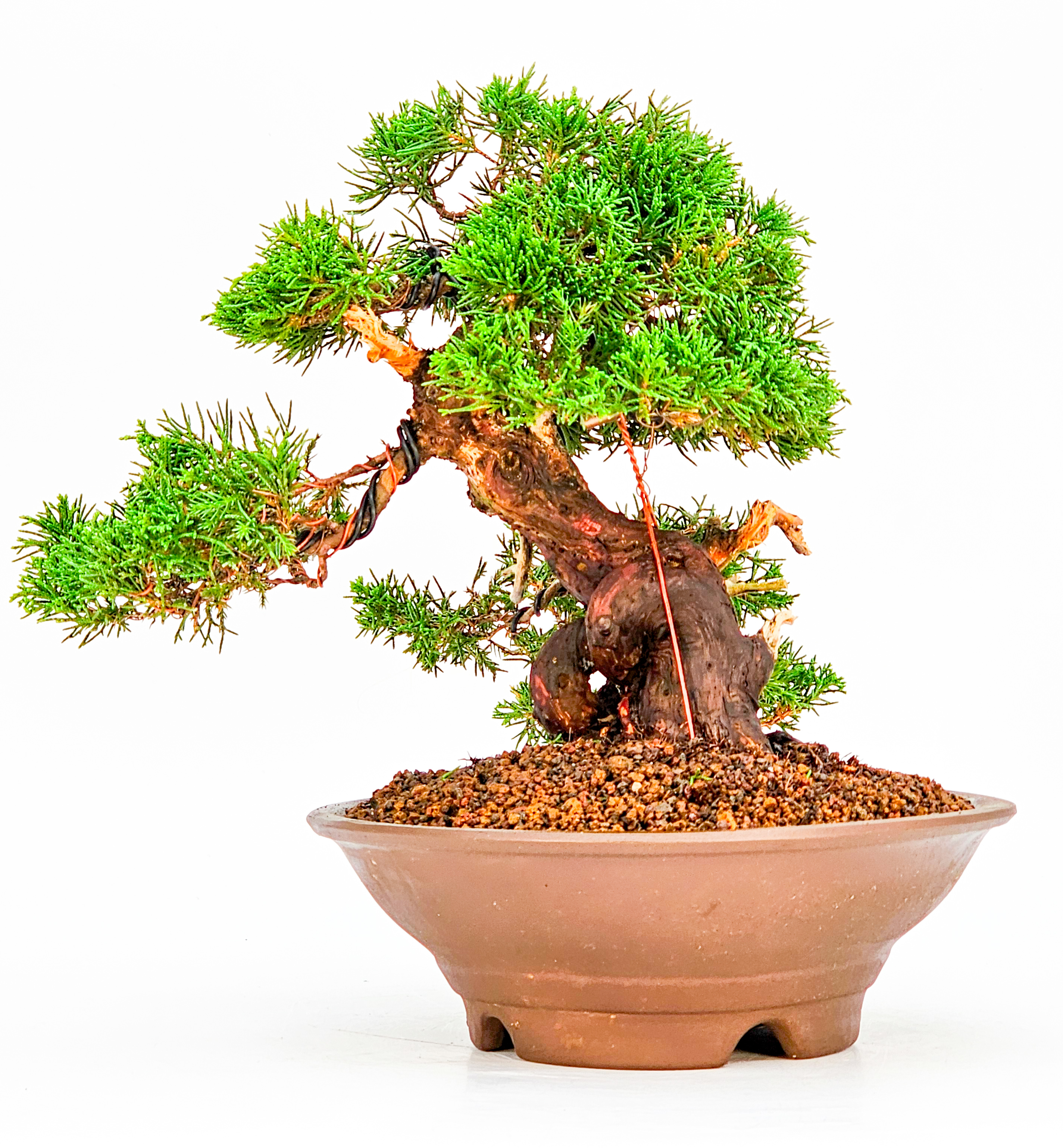 Bonsai Wacholder - Juniperus chinensis 23cm   