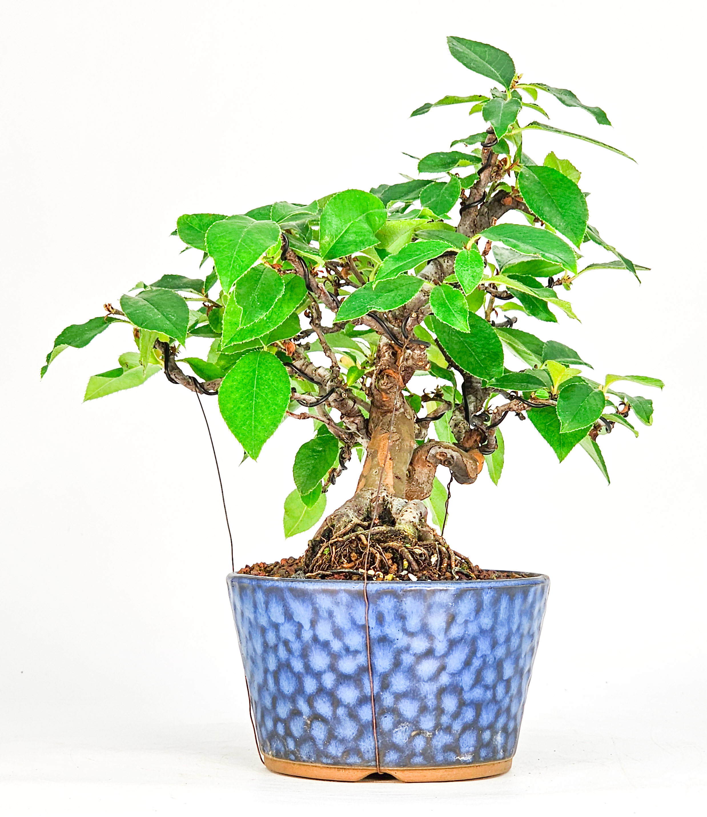 Bonsai Quitte - Pseudocydonia sinensis Shohin 19cm