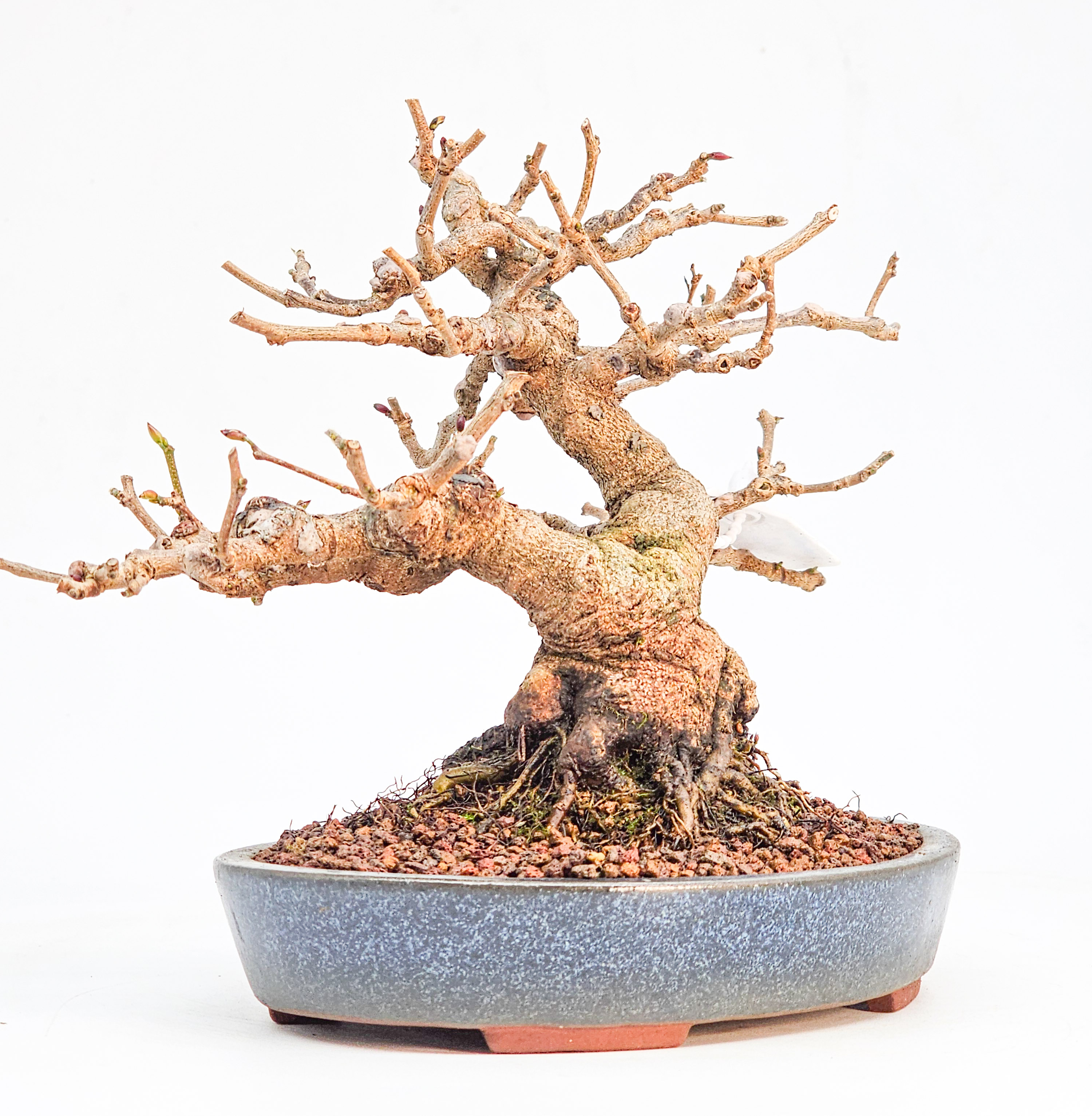 Bonsai Premium Scheinhasel - Corylopsis spicata Shohin 17cm