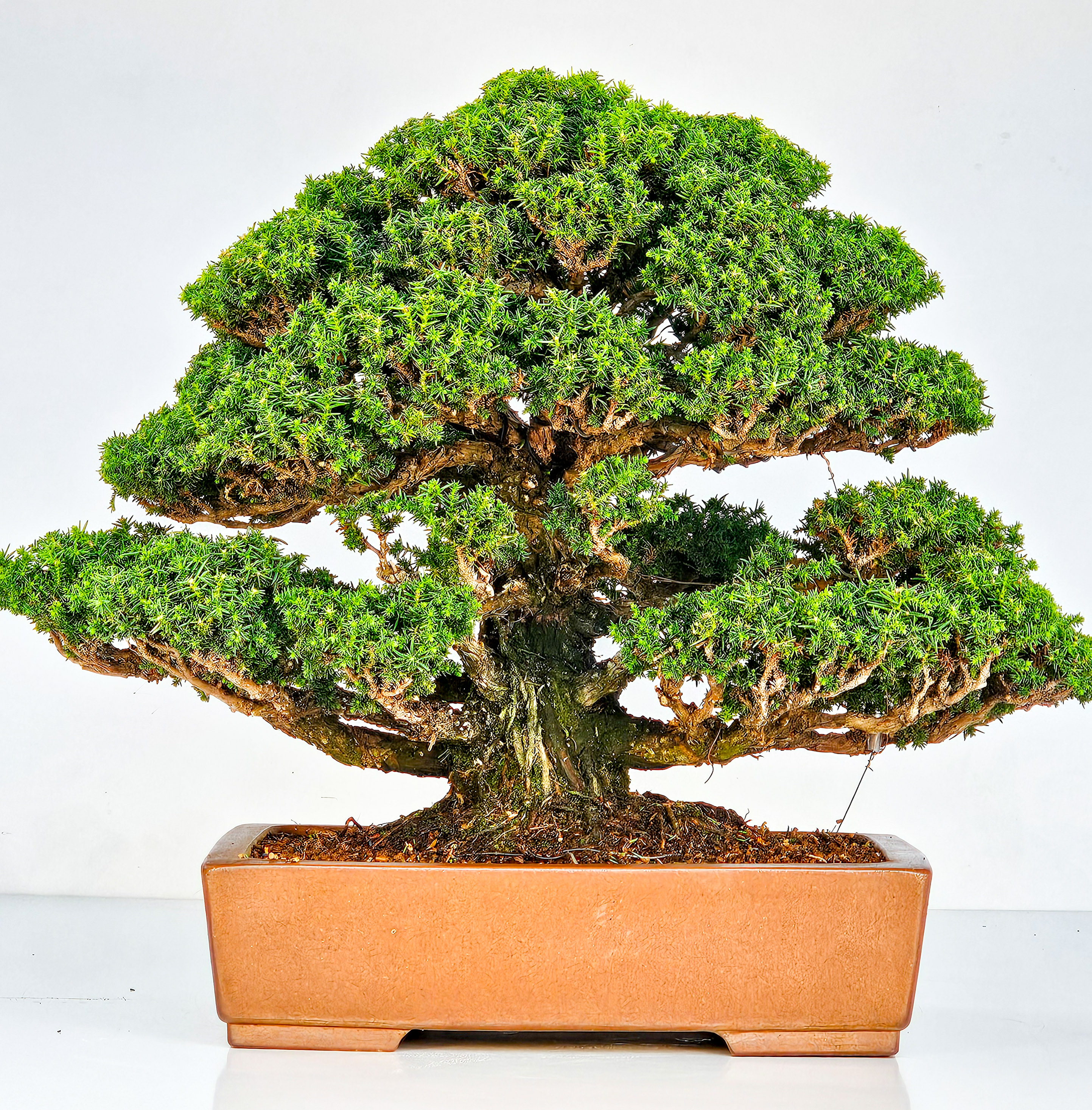Bonsai Sicheltanne Cryptomeria Japonica 33cm Bonsai Sicheltanne Cryptomeria Japonica 33cm