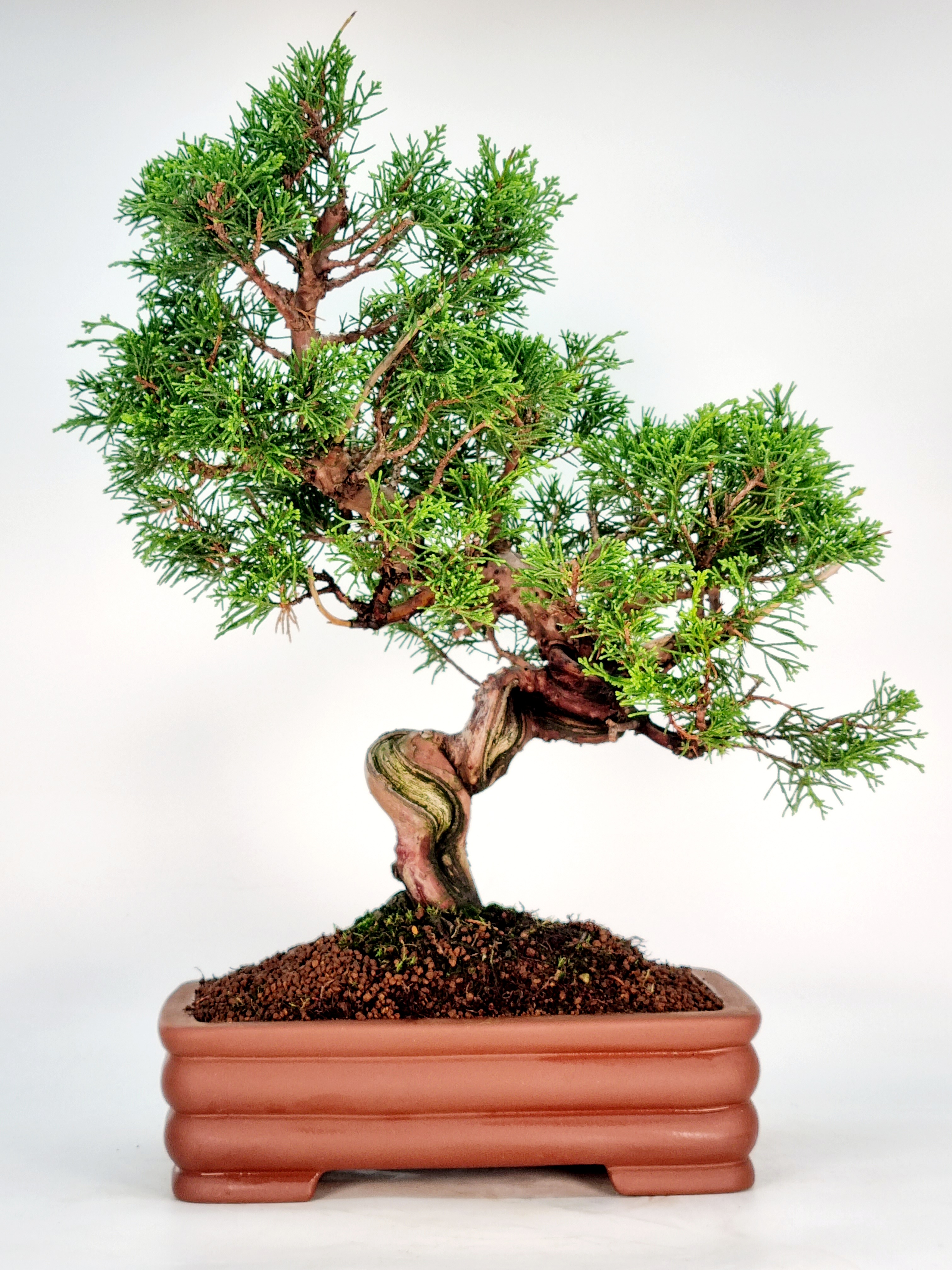 Bonsai Wacholder Juniperus Itoigawa 36cm