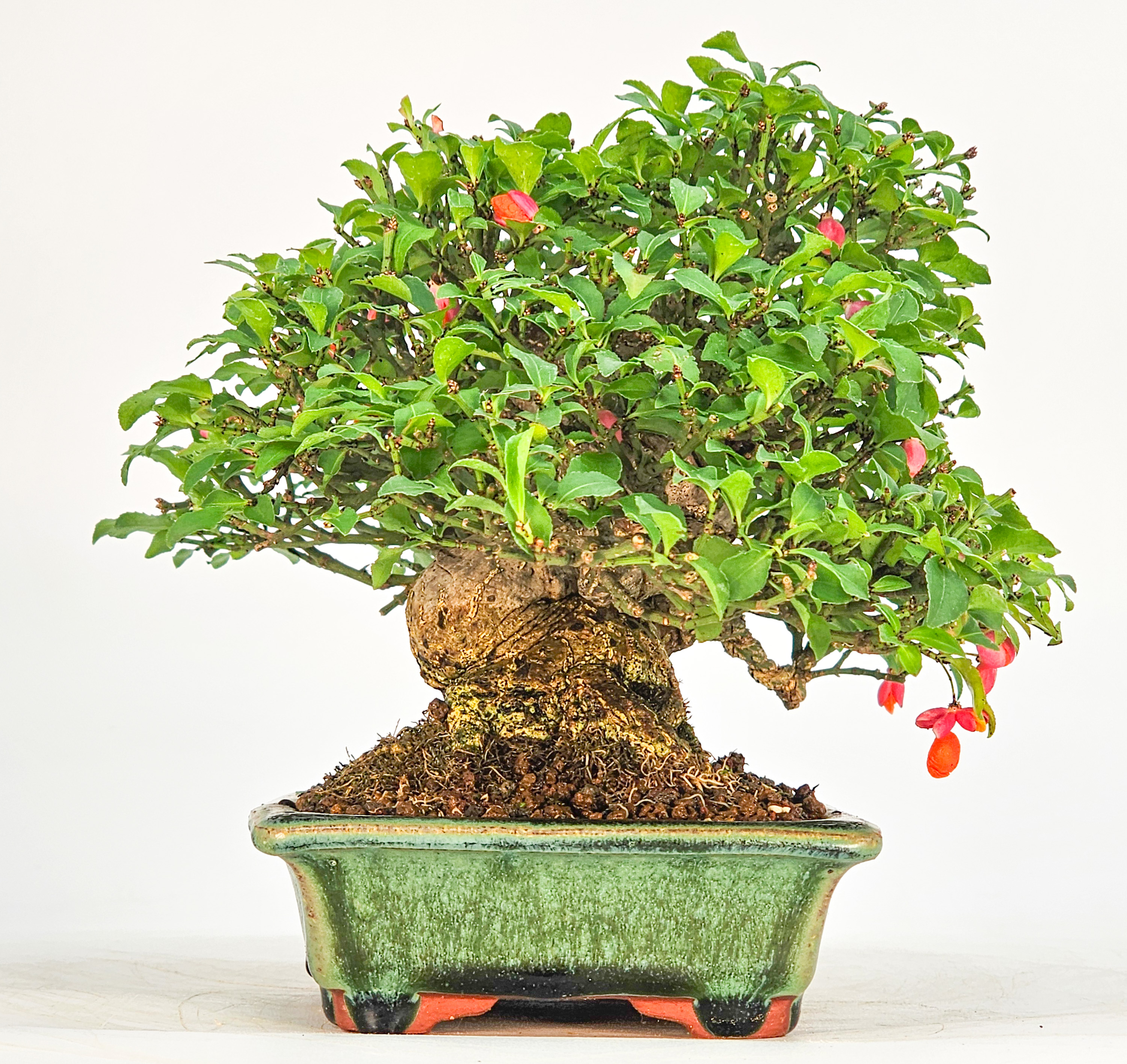 Bonsai Pfaffenhütchen - Euonymus Shohin 13,5cm Video!!