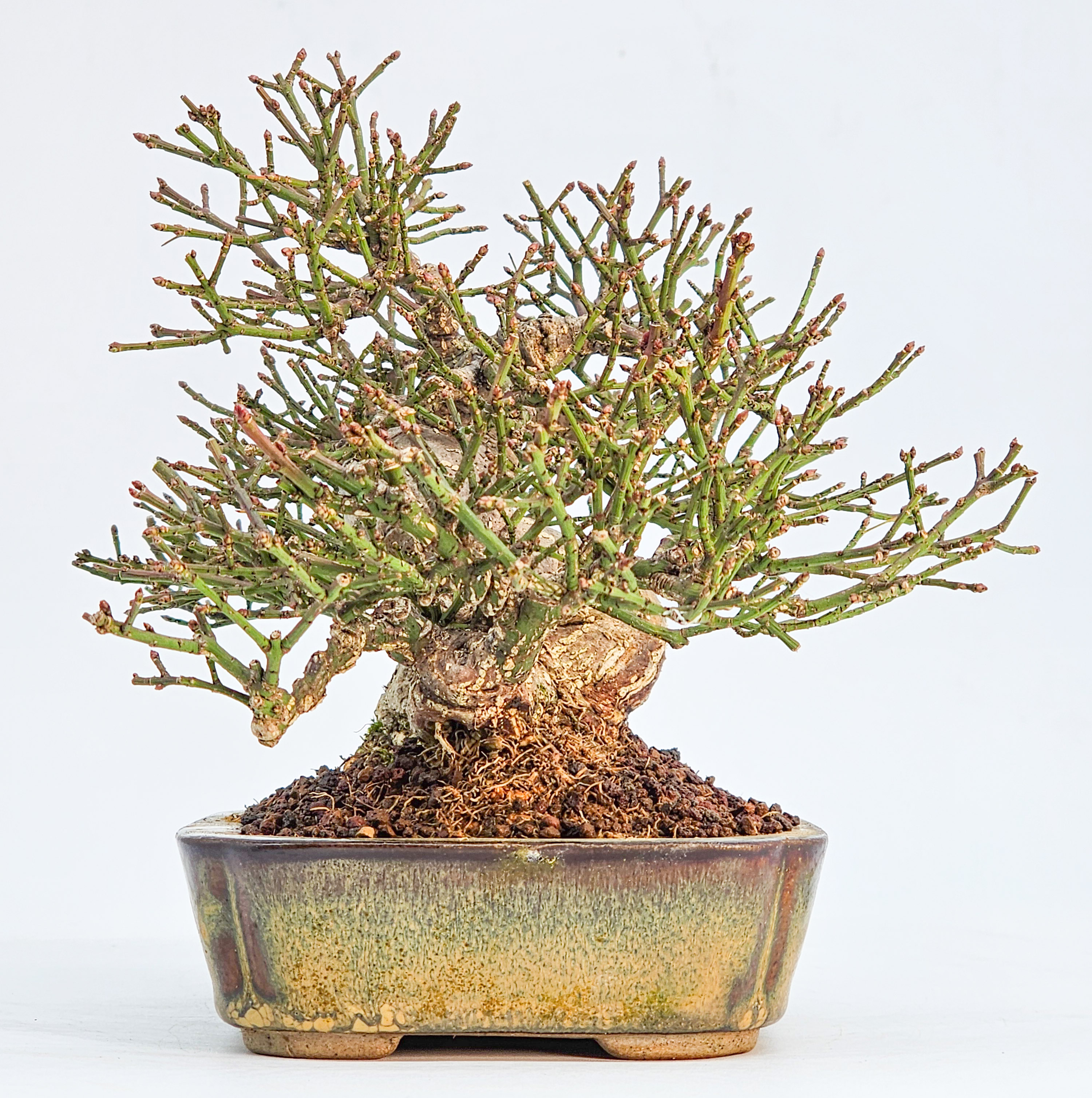  Bonsai Pfaffenhütchen - Euonymus Shohin 13,5cm