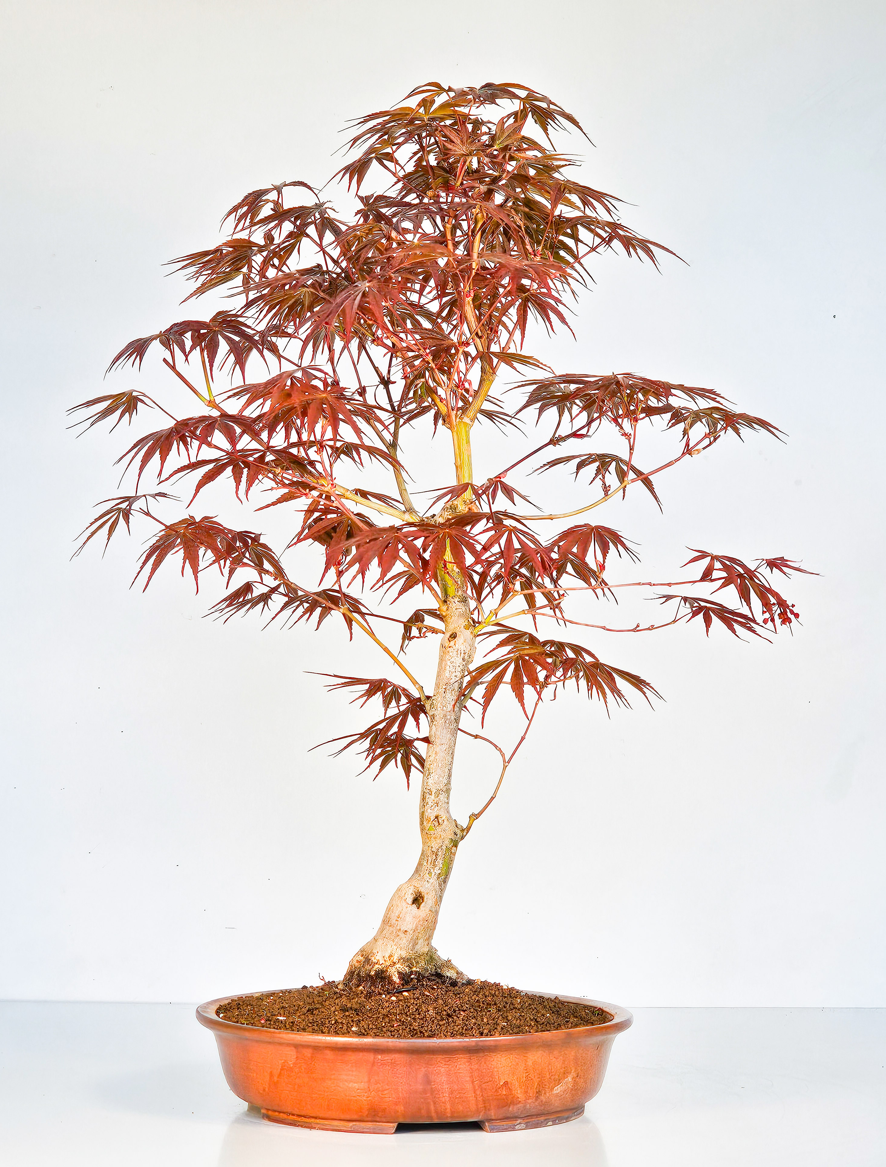 Bonsai Fächerahorn - Acer palmatum Tsuma beni 52cm  