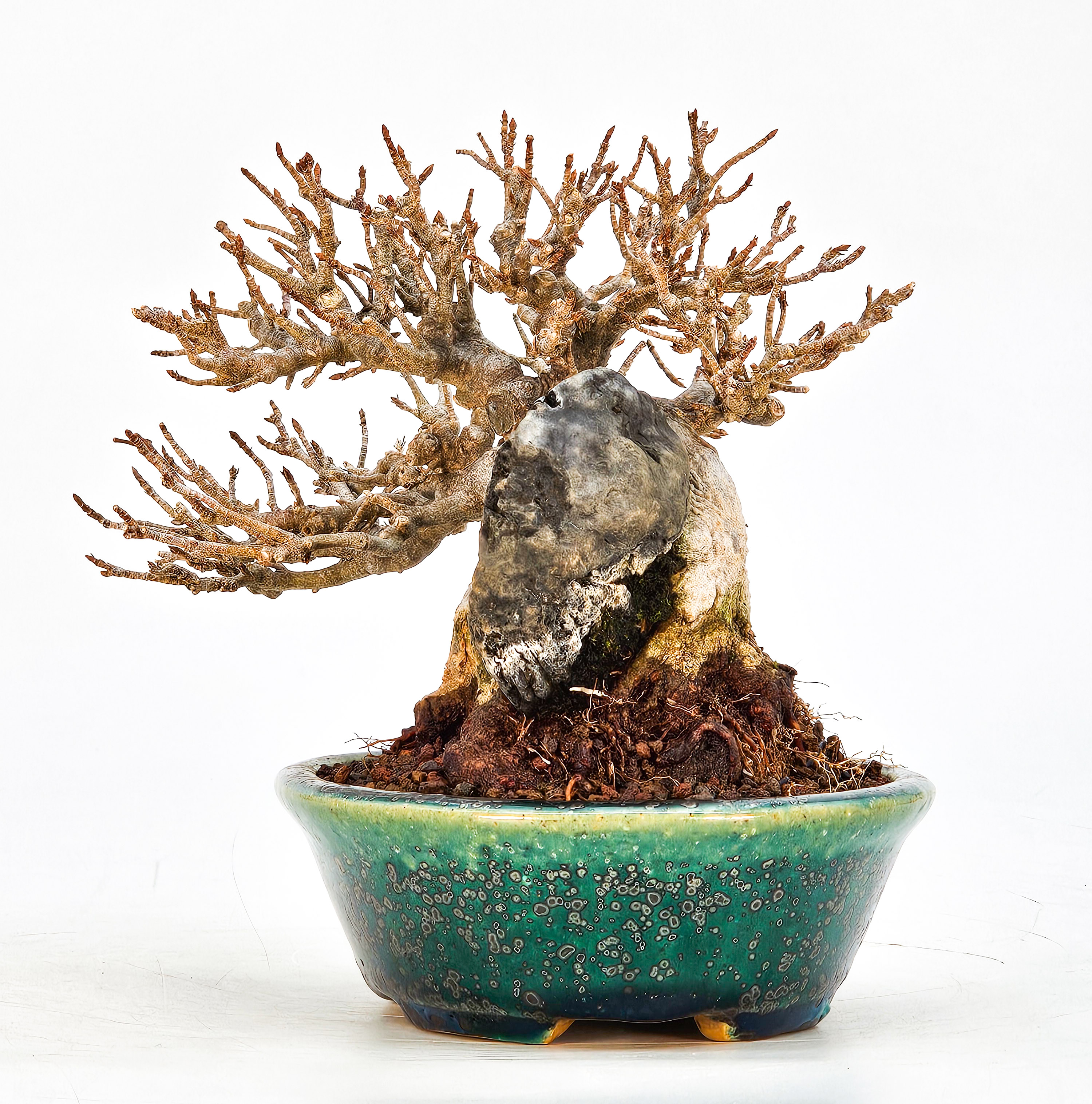 Bonsai Dreispitzahorn - Acer buergerianum Ishizuki Shohin 11cm