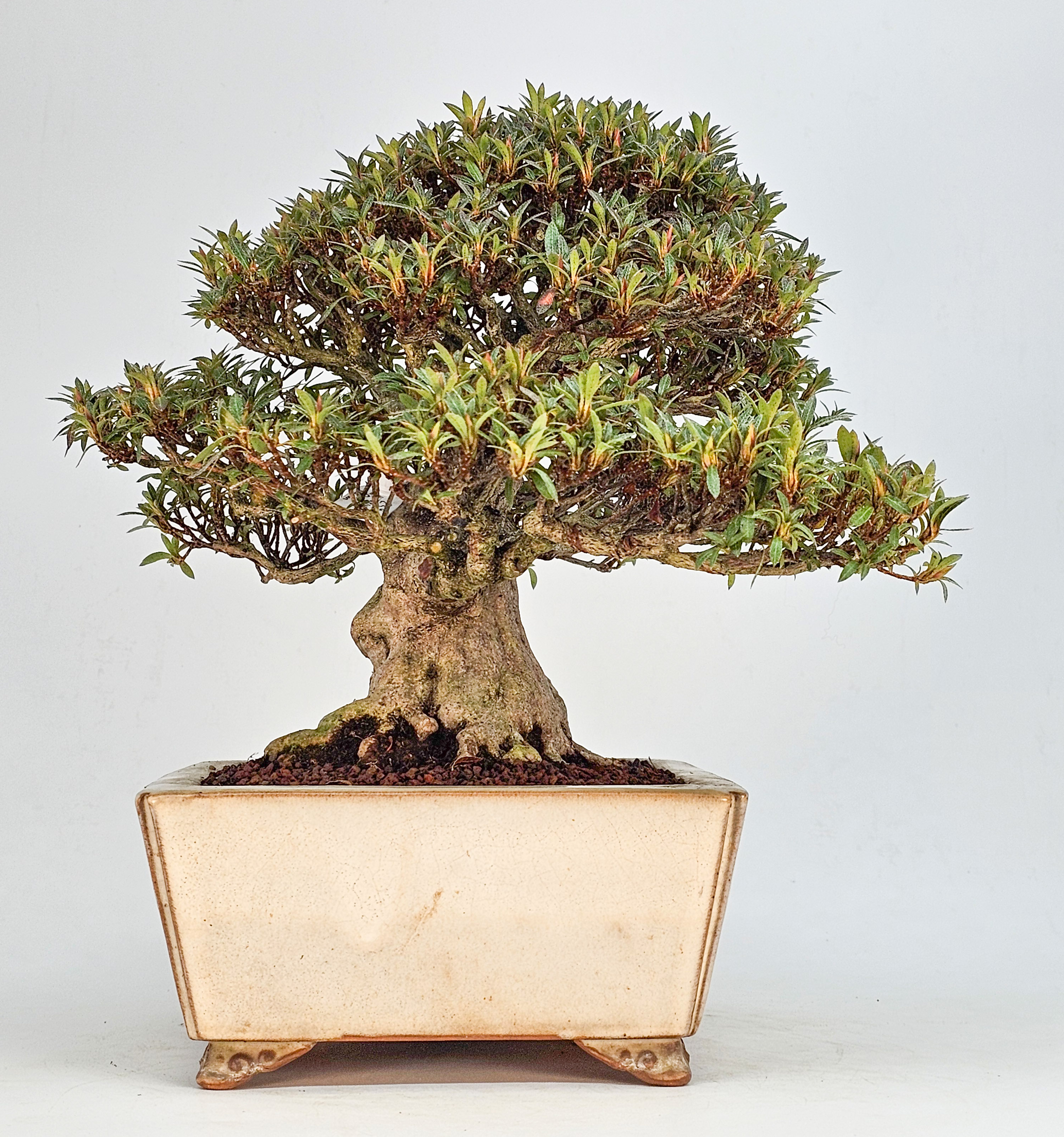 Bonsai Azalee - Rhododendron indicum - Hikorin 24cm