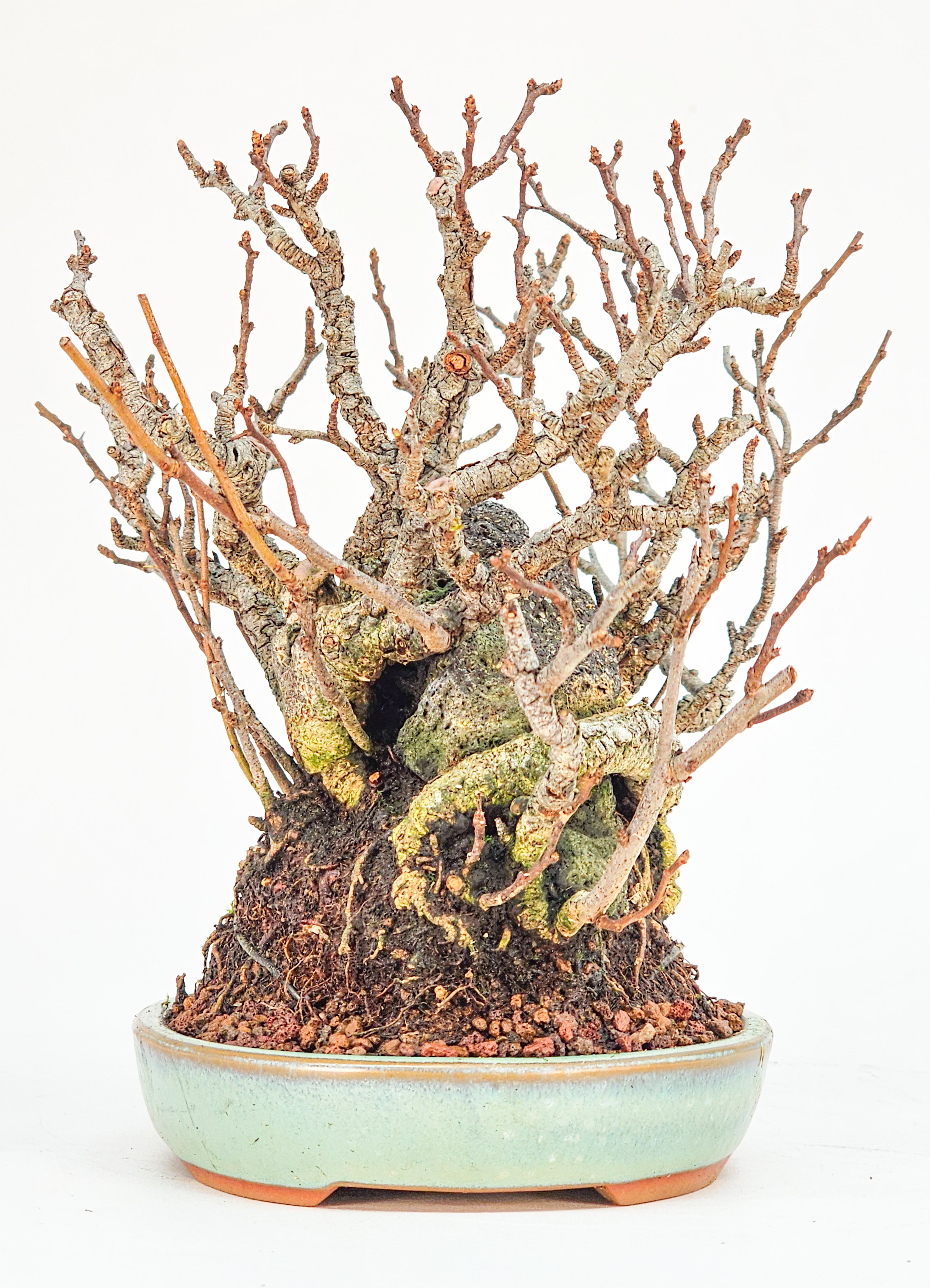 Bonsai Zierquitte - Chaenomeles japonica Shohin auf Stein 15cm 