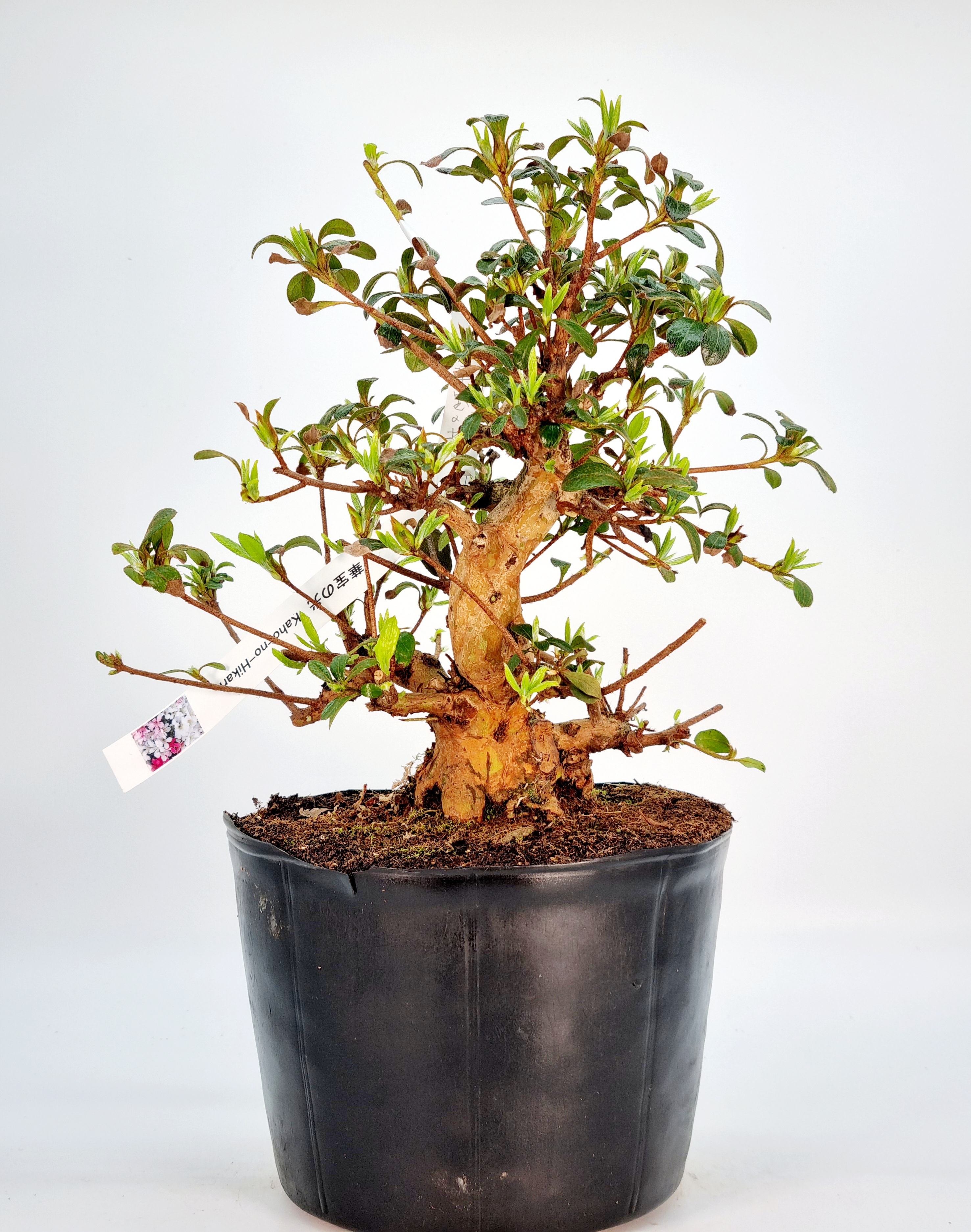 Bonsai Azalee Rhododendron indicum - Kaho-no-Hikari - Shohin 21cm