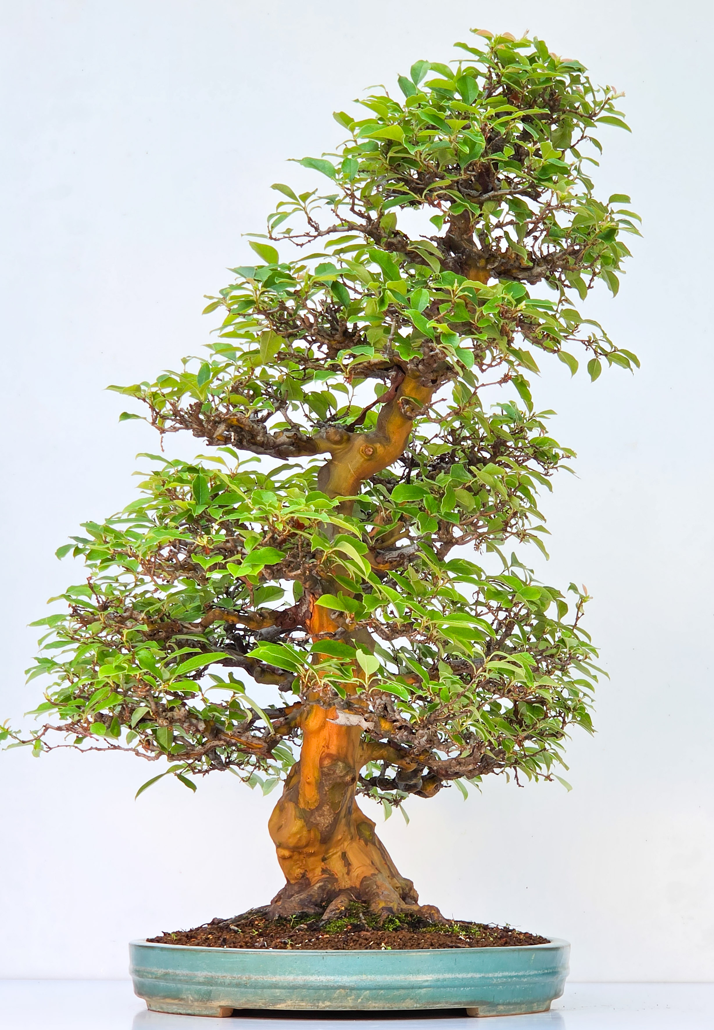 Bonsai Quitte - Pseudocydonia sinensis 85cm Video!!