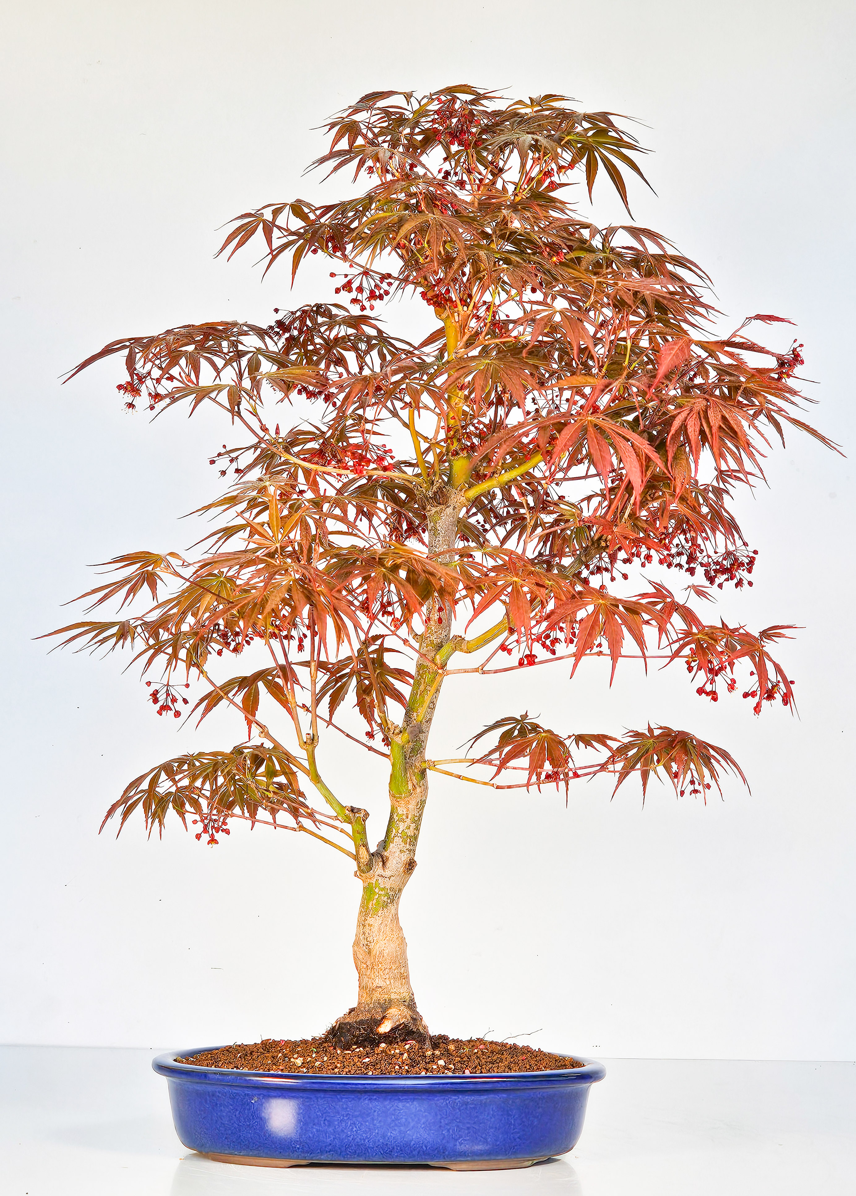 Bonsai Fächerahorn - Acer palmatum Tsuma beni 52cm 