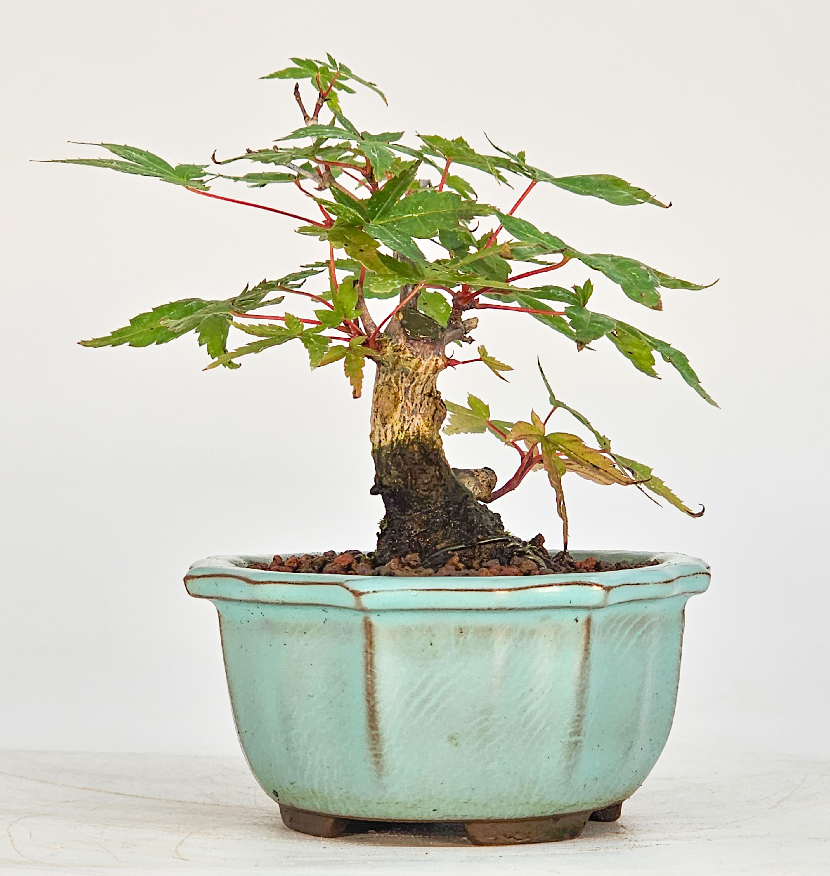 Bonsai Fächerahorn - Acer palmatum deshojo Mame 8cm