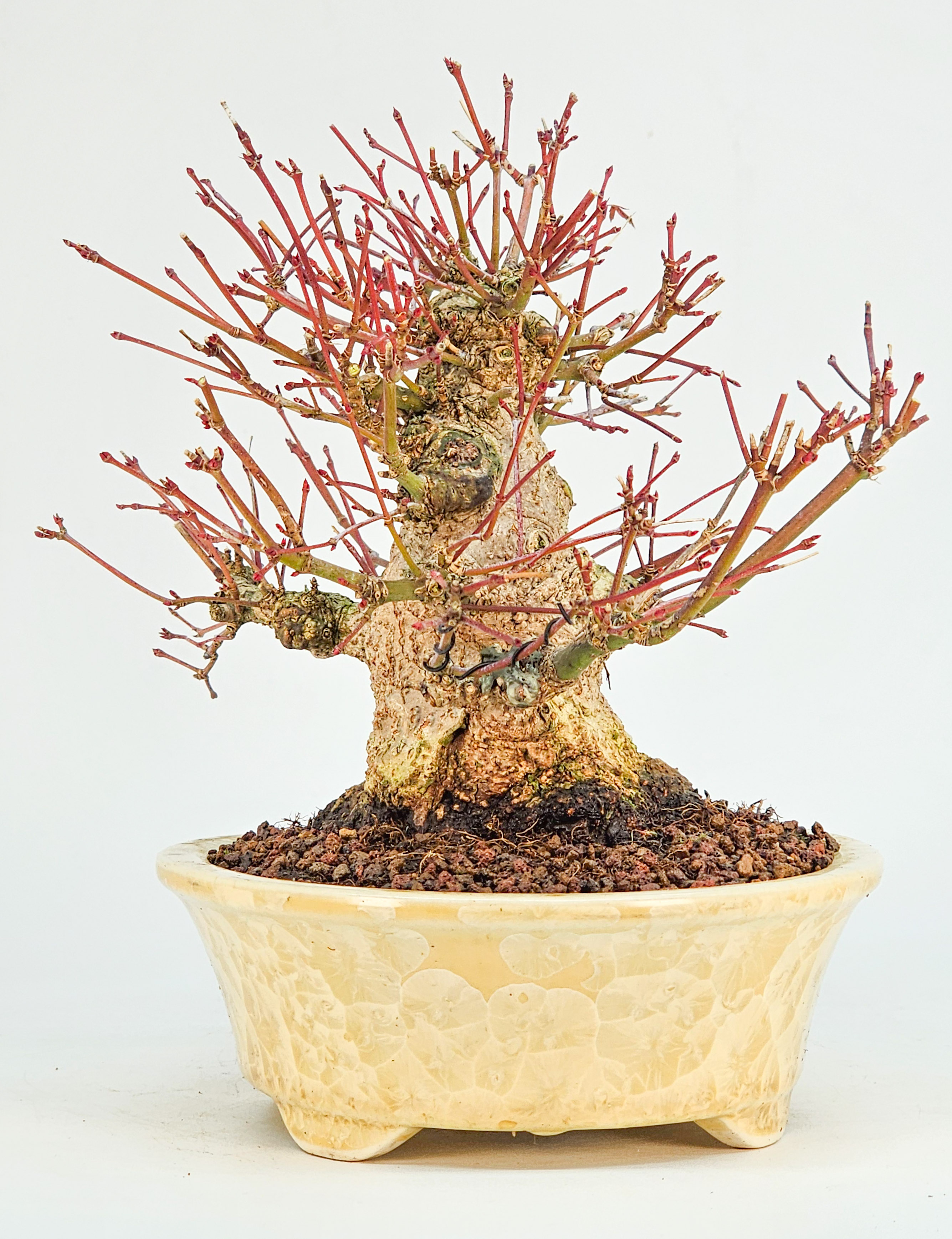 Bonsai Fächerahorn - Acer Palmatum Shohin 15cm 