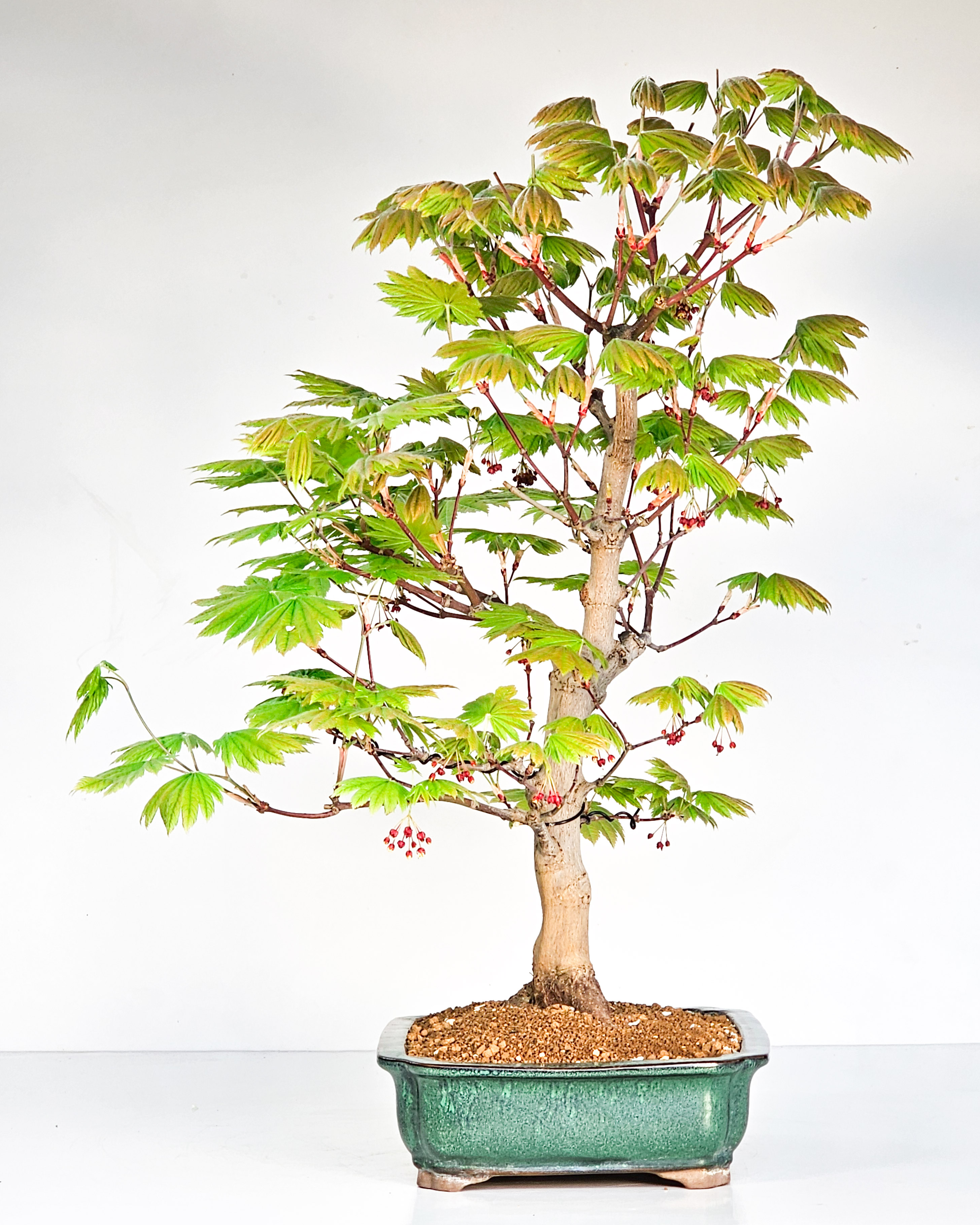 Bonsai Japanischer Ahorn - Acer japonicum 53cm Bonsai Japanischer Ahorn - Acer japonicum 53cm