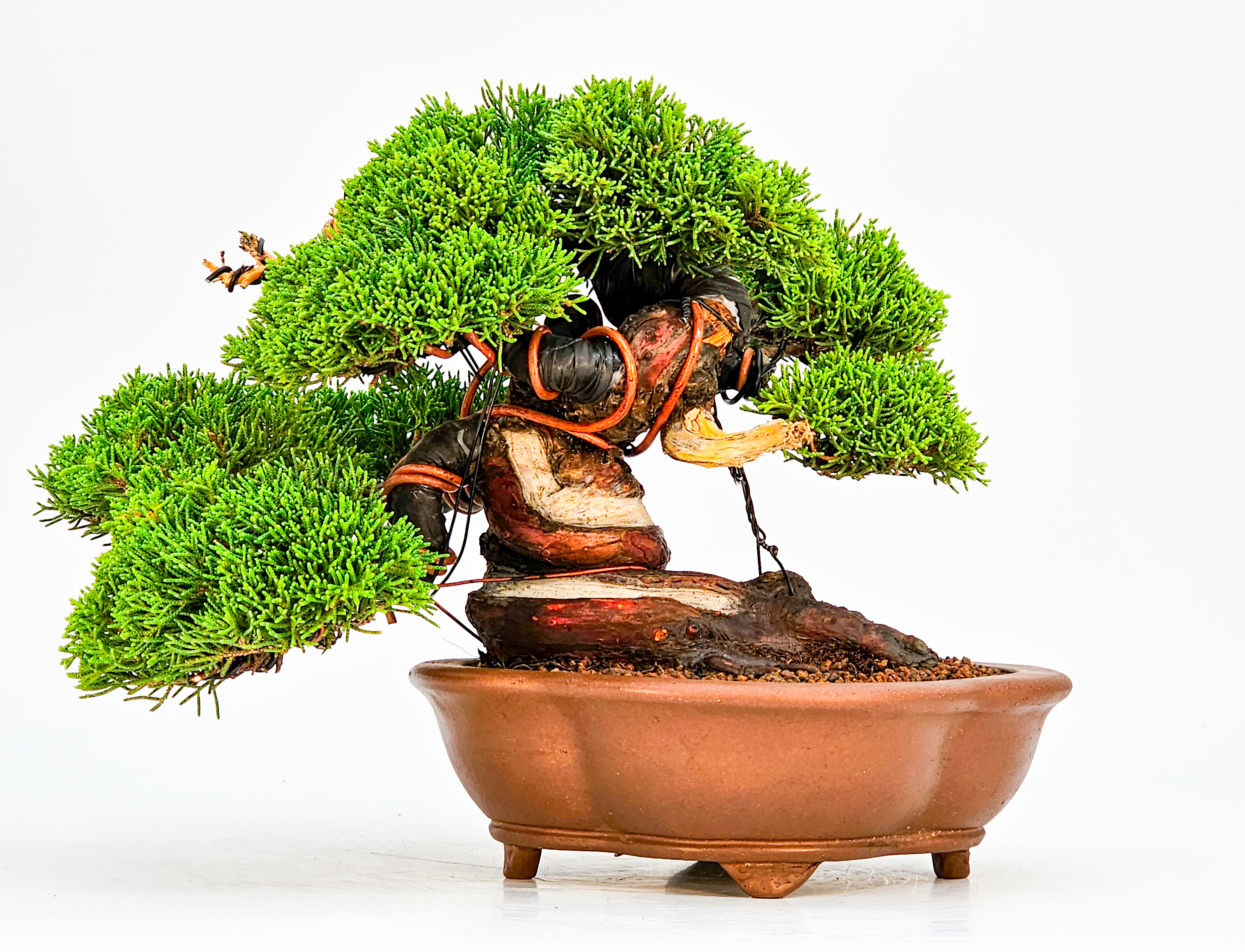 Bonsai Wacholder - Juniperus chinensis Shohin 18cm   