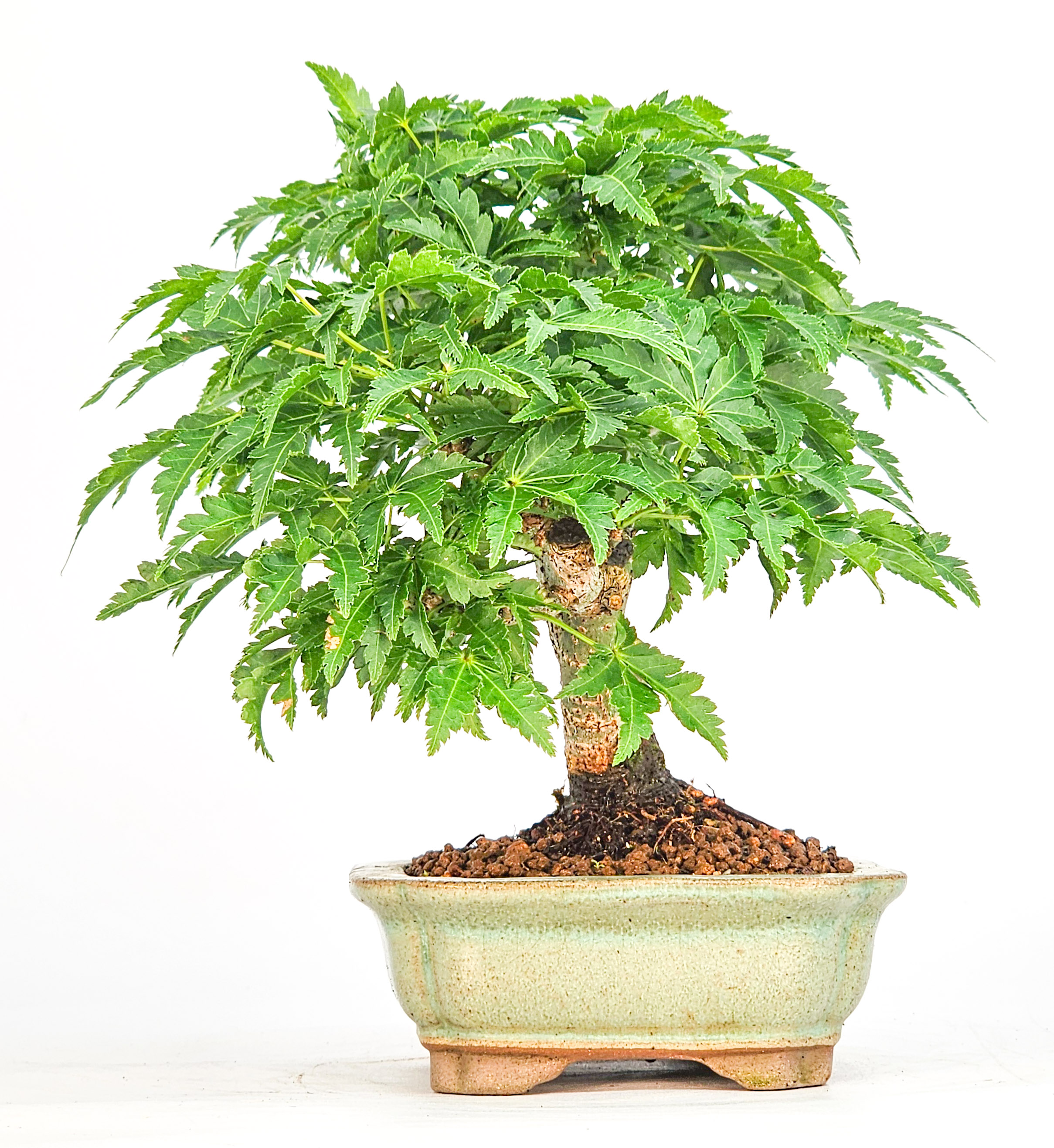 Bonsai Löwenkopfahorn- Acer palmatum Shishigashira Shohin 15cm
