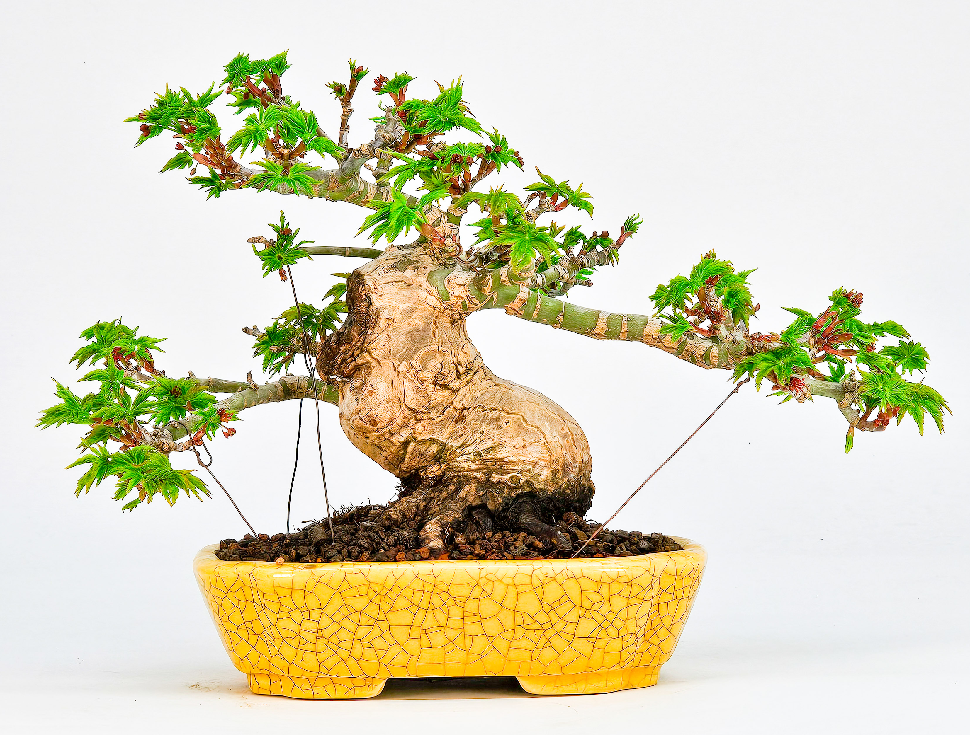 Bonsai Löwenkopfahorn- Acer palmatum Shishigashira Shohin 12cm Bonsai Löwenkopfahorn- Acer palmatum Shishigashira Shohin 12cm