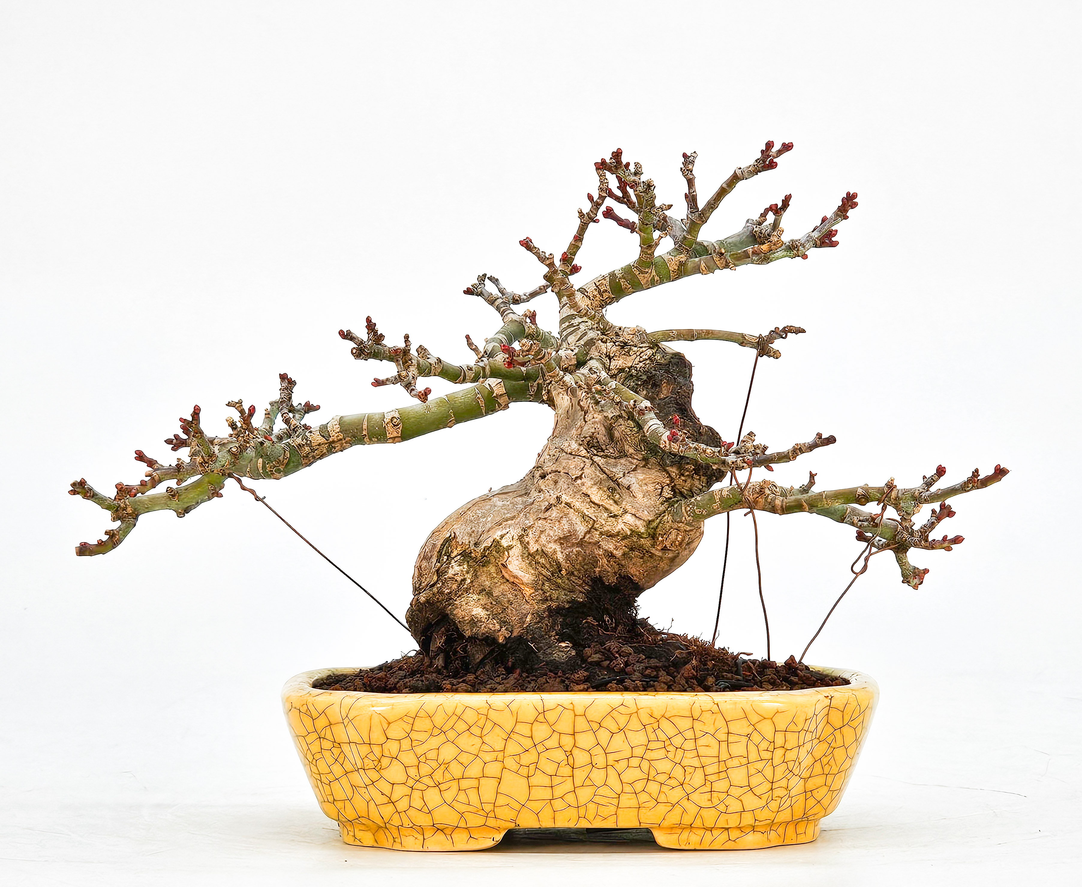 Bonsai Löwenkopfahorn- Acer palmatum Shishigashira Shohin 12cm
