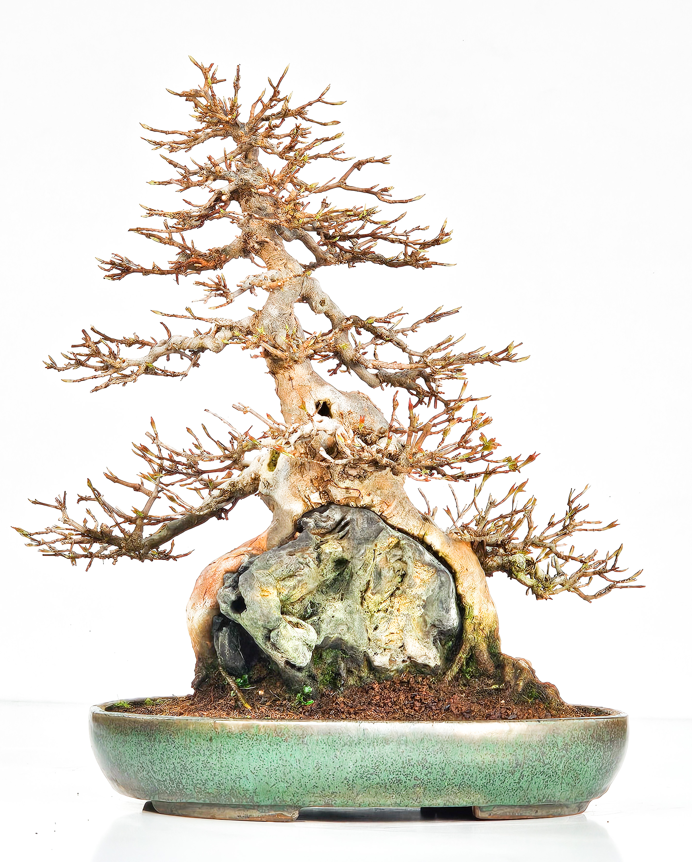 Bonsai Dreispitzahorn über Stein Ishizuki  - Acer buergerianum 37cm