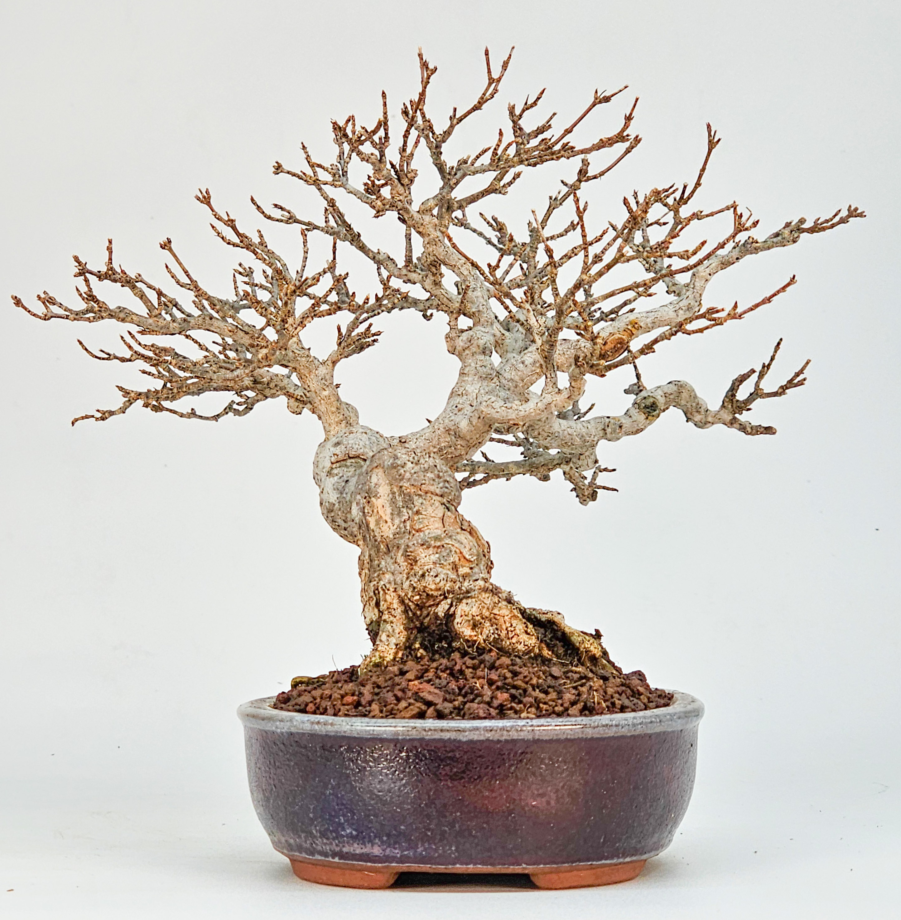 Bonsai Dreispitzahorn - Acer buergerianum Shohin 16cm