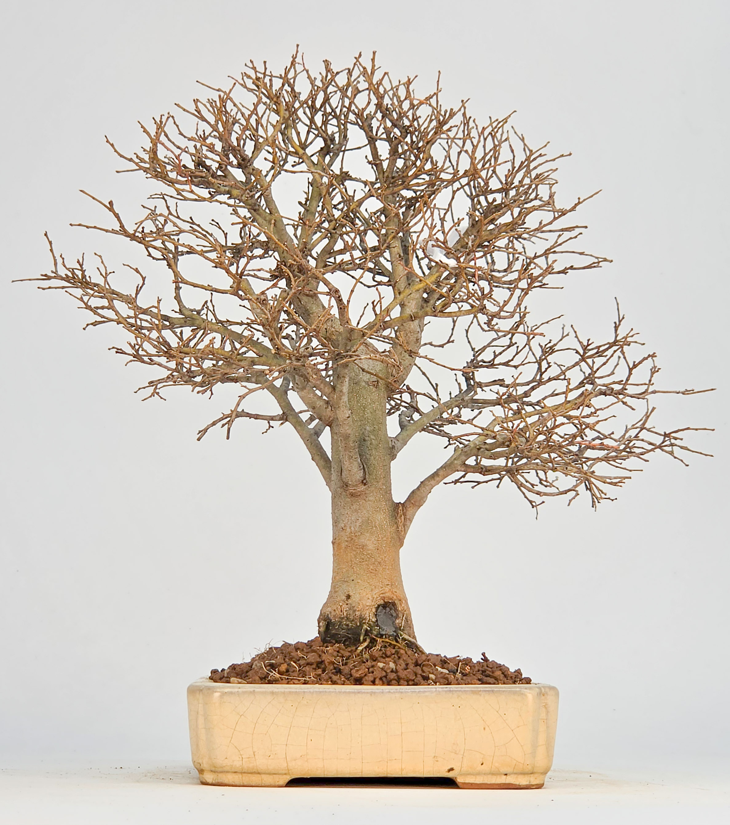 Bonsai Zürgelbaum - Celtis sinensis 25cm