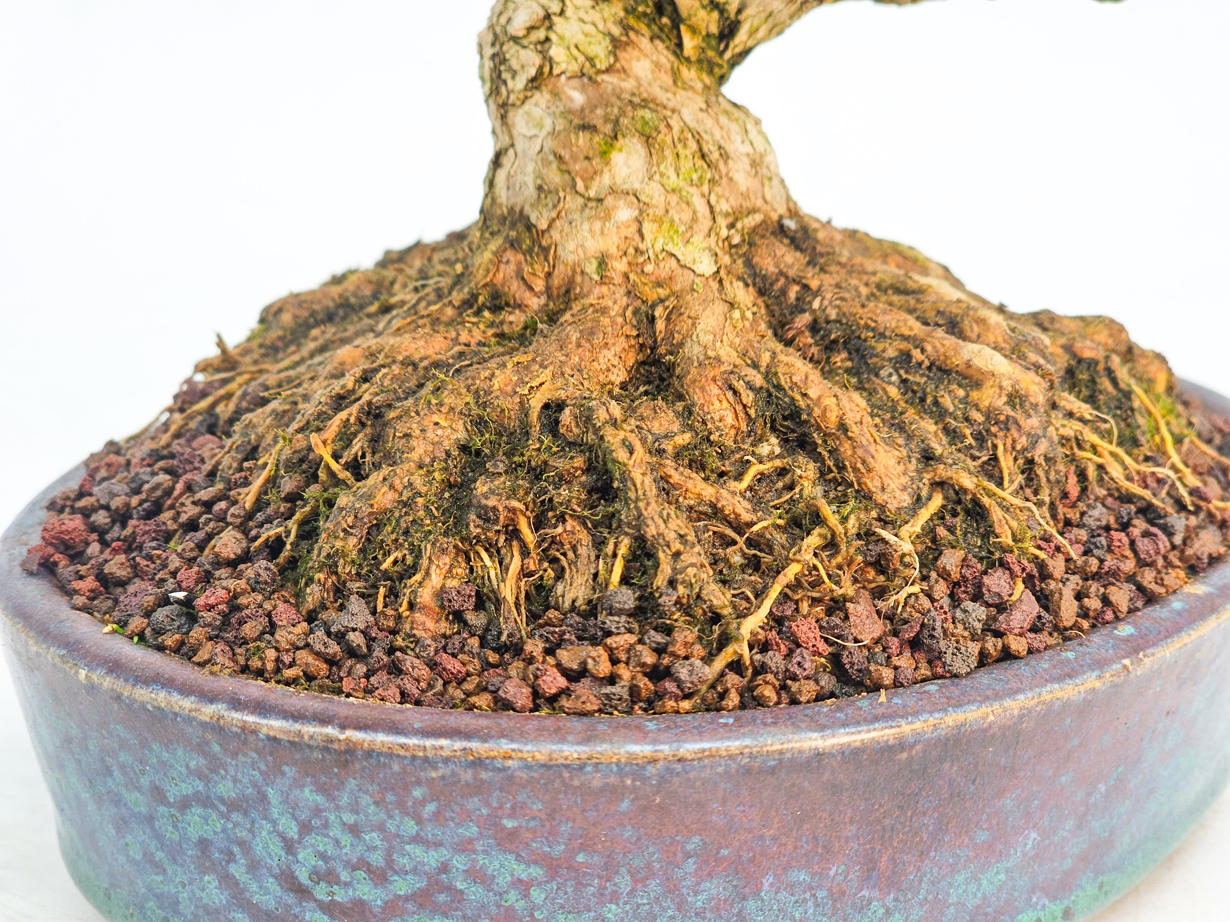 Bonsai Premium Duftahorn - Premna japonica Shohin 20cm 