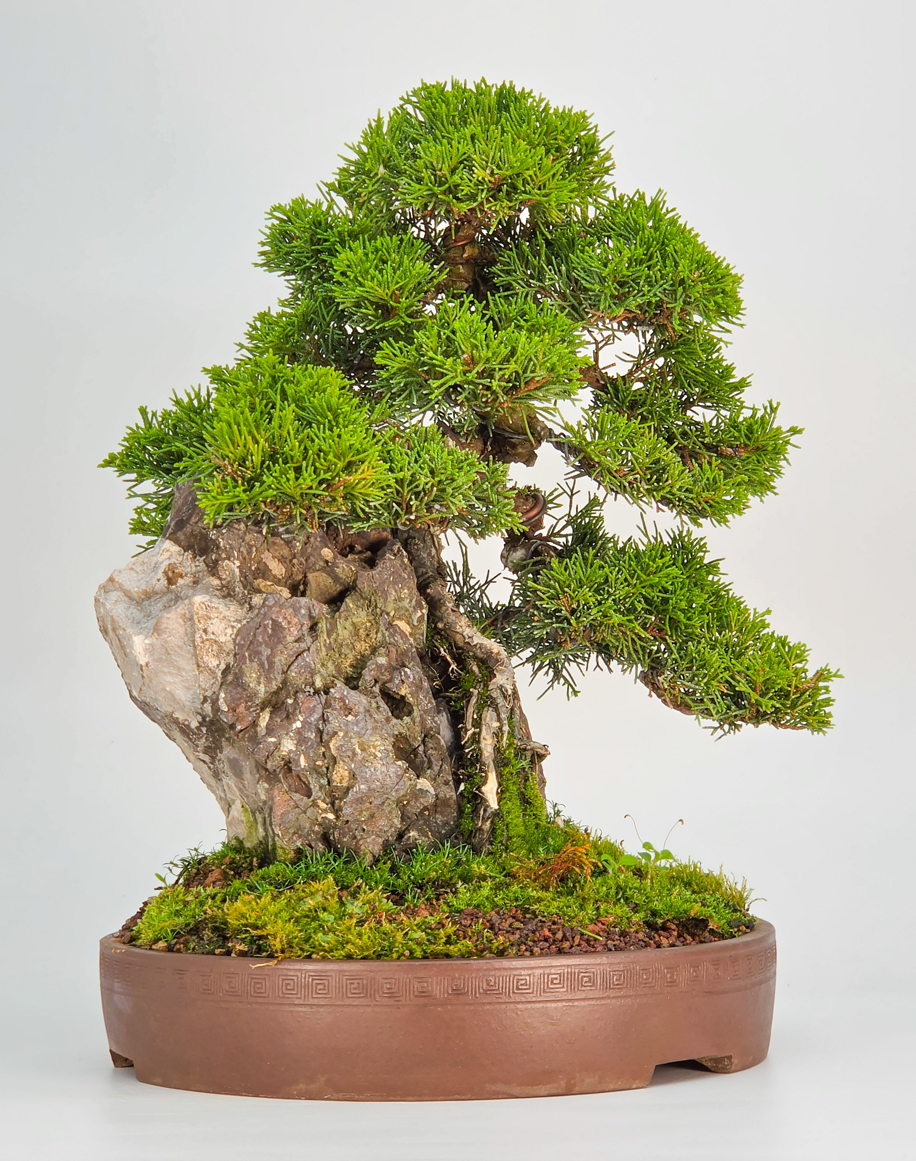 Bonsai Wacholder Juniperus chinensis shimpaku 30,5 cm