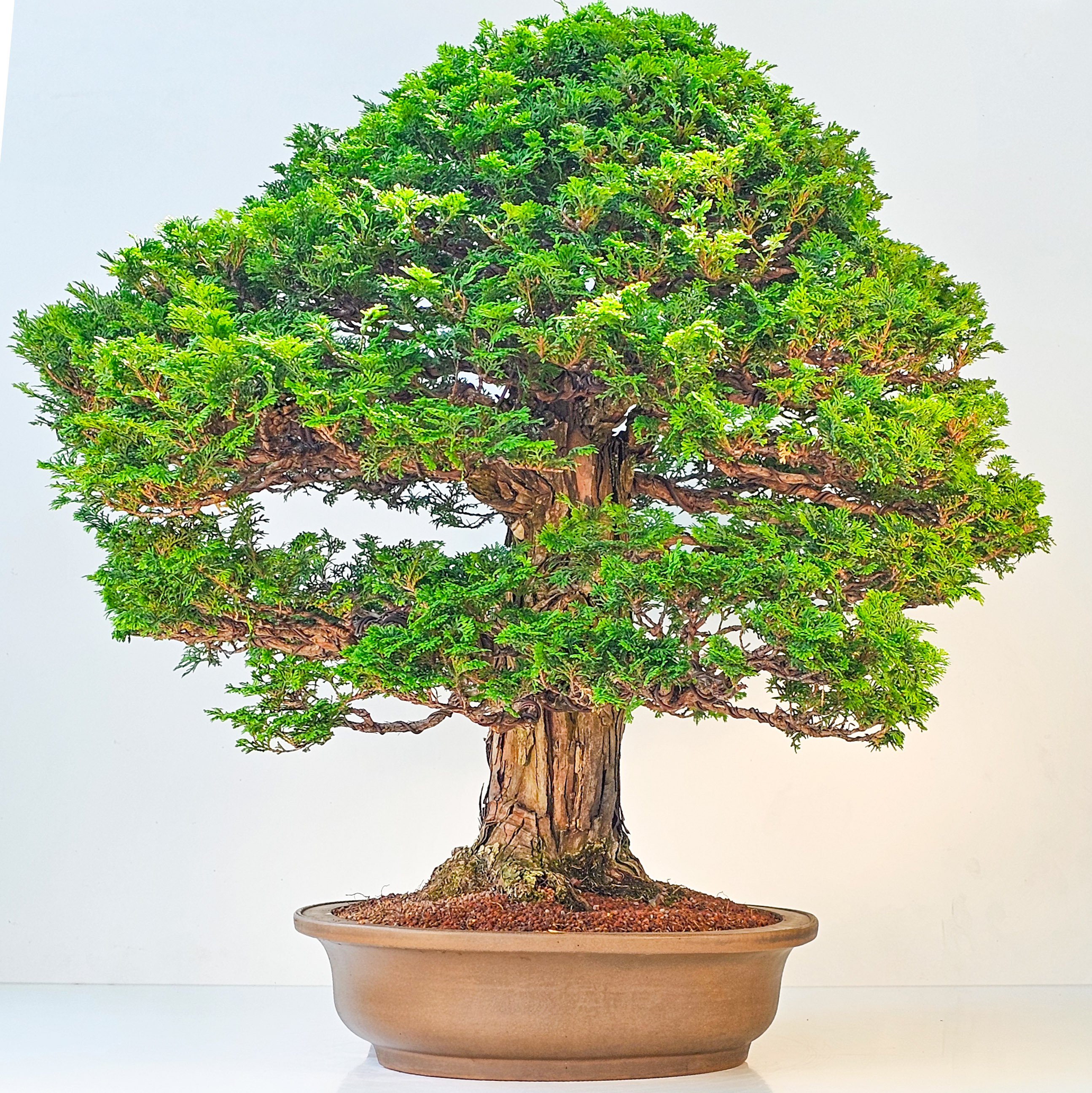 Bonsai Chamaecyparis obtusa 70 cm Video!! Bonsai Chamaecyparis obtusa 70 cm Video!!