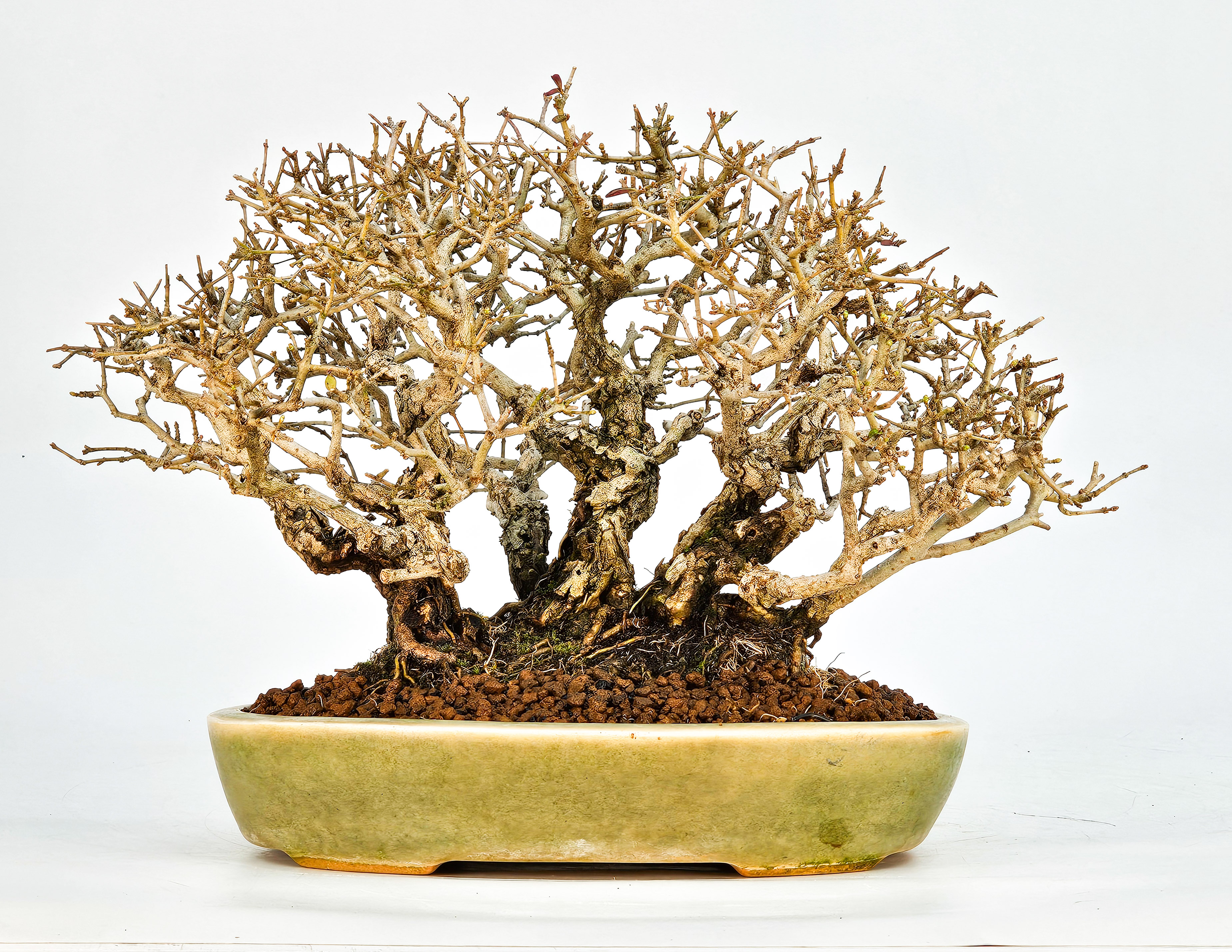 Bonsai Shohin Ligustrum 18cm Video!!