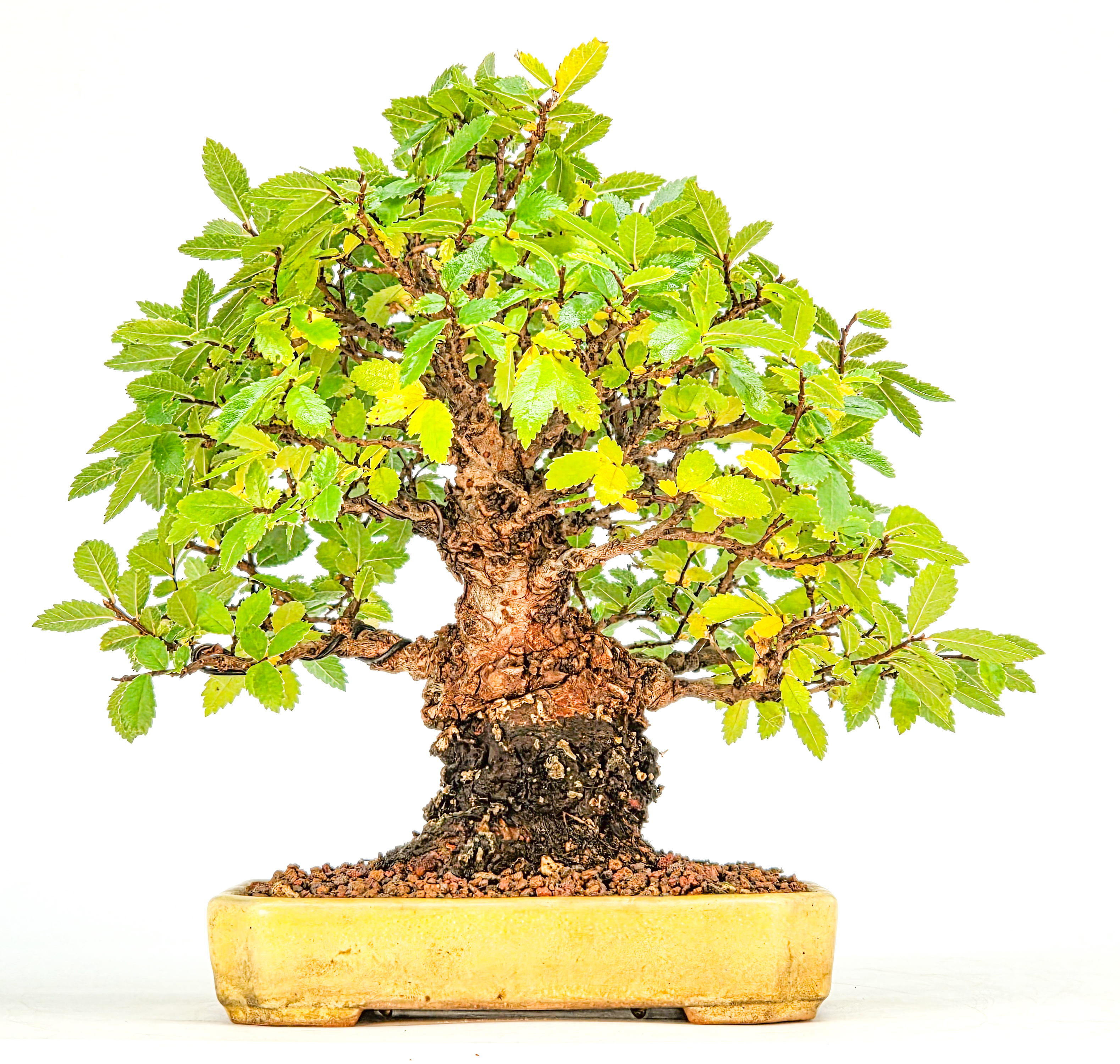 Bonsai Japanische Ulme - Ulmus parvifolia Shohin 17cm